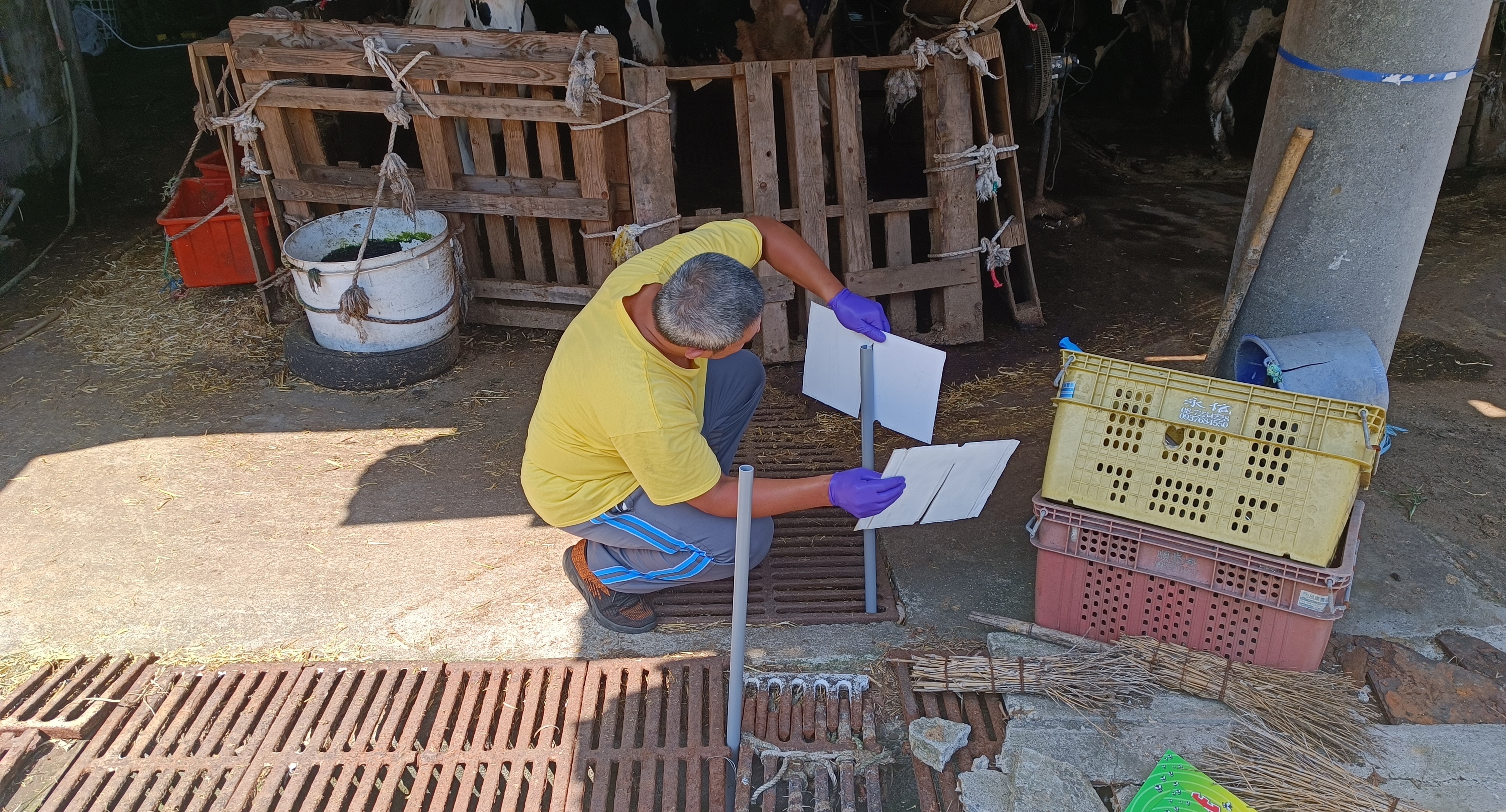  動保處府的畜牧場架設捕蠅紙