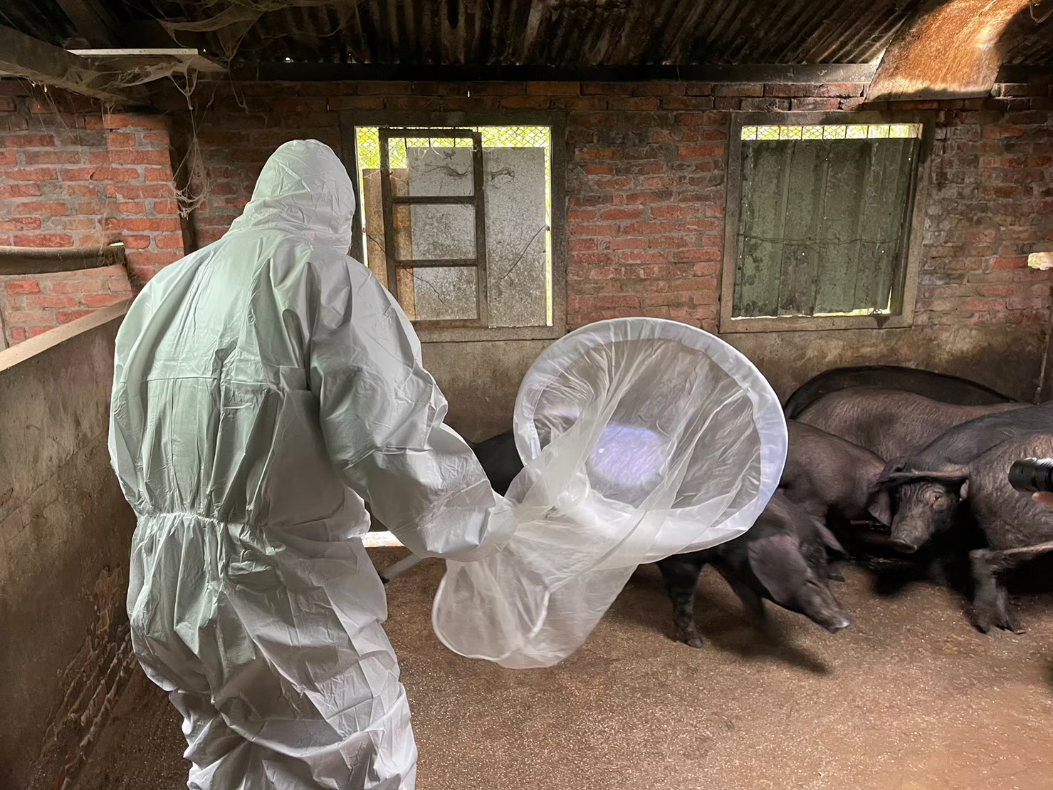  藉由捕蟲網捕捉蚊蟲分析蚊蟲種類