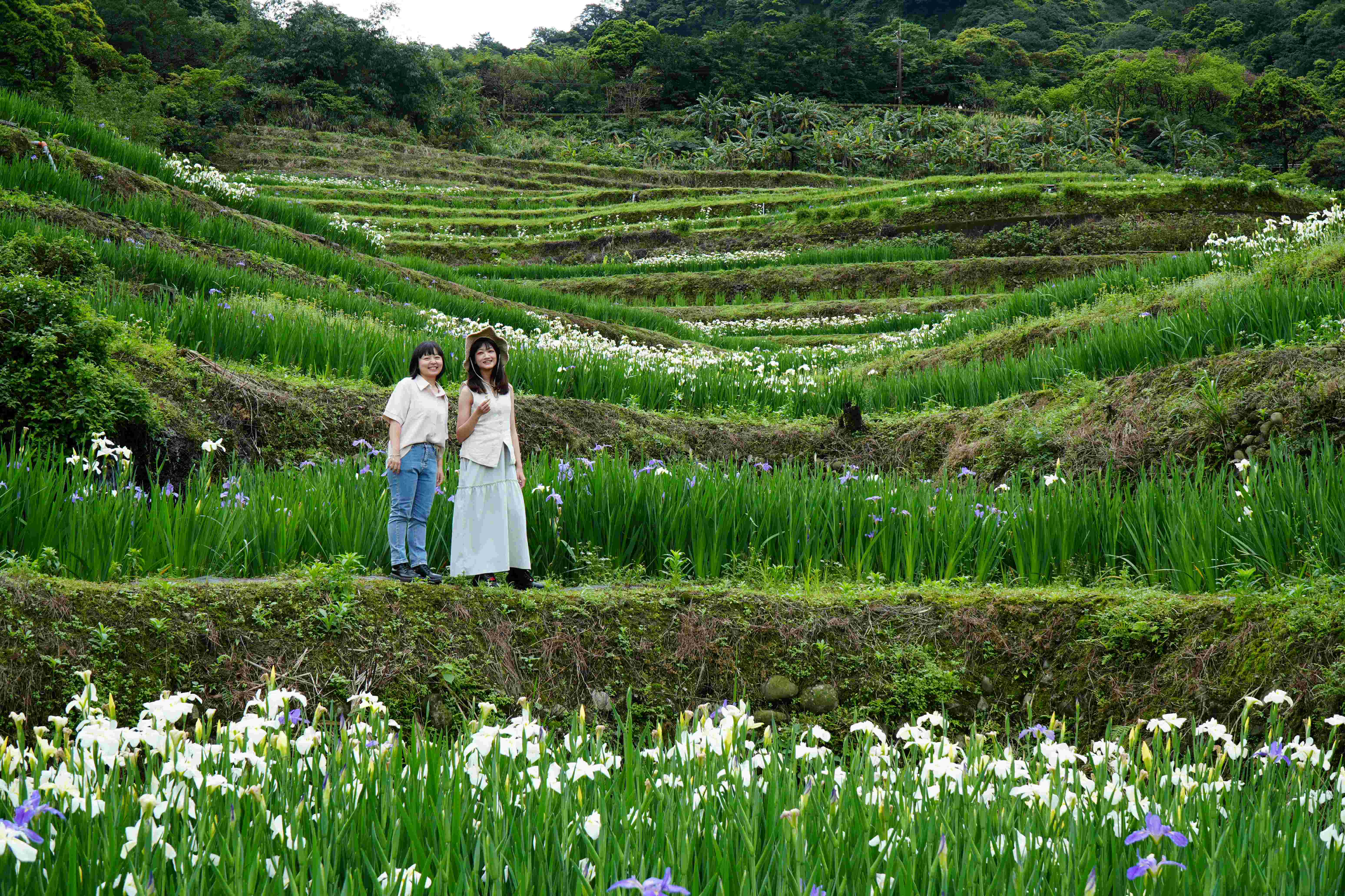 嵩山社區鳶尾花盛開季節，百年梯田與層層綻放的鳶尾花交織出迷人景緻