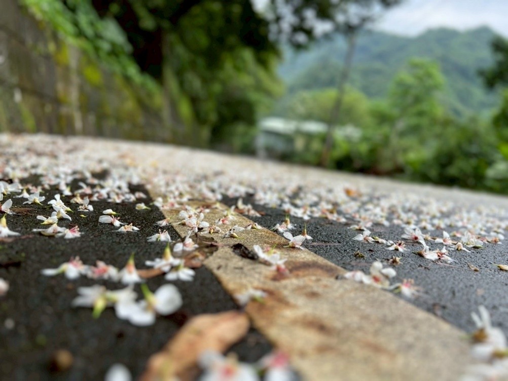 桐花灑落步道