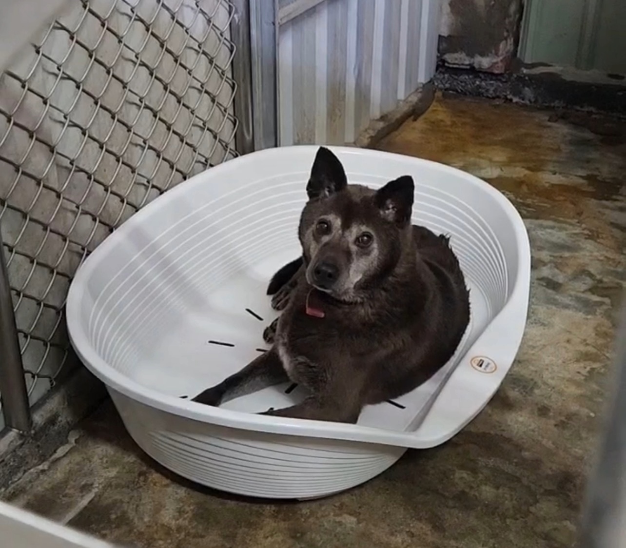  毛寶貝們很快就能在保暖防潮床休息