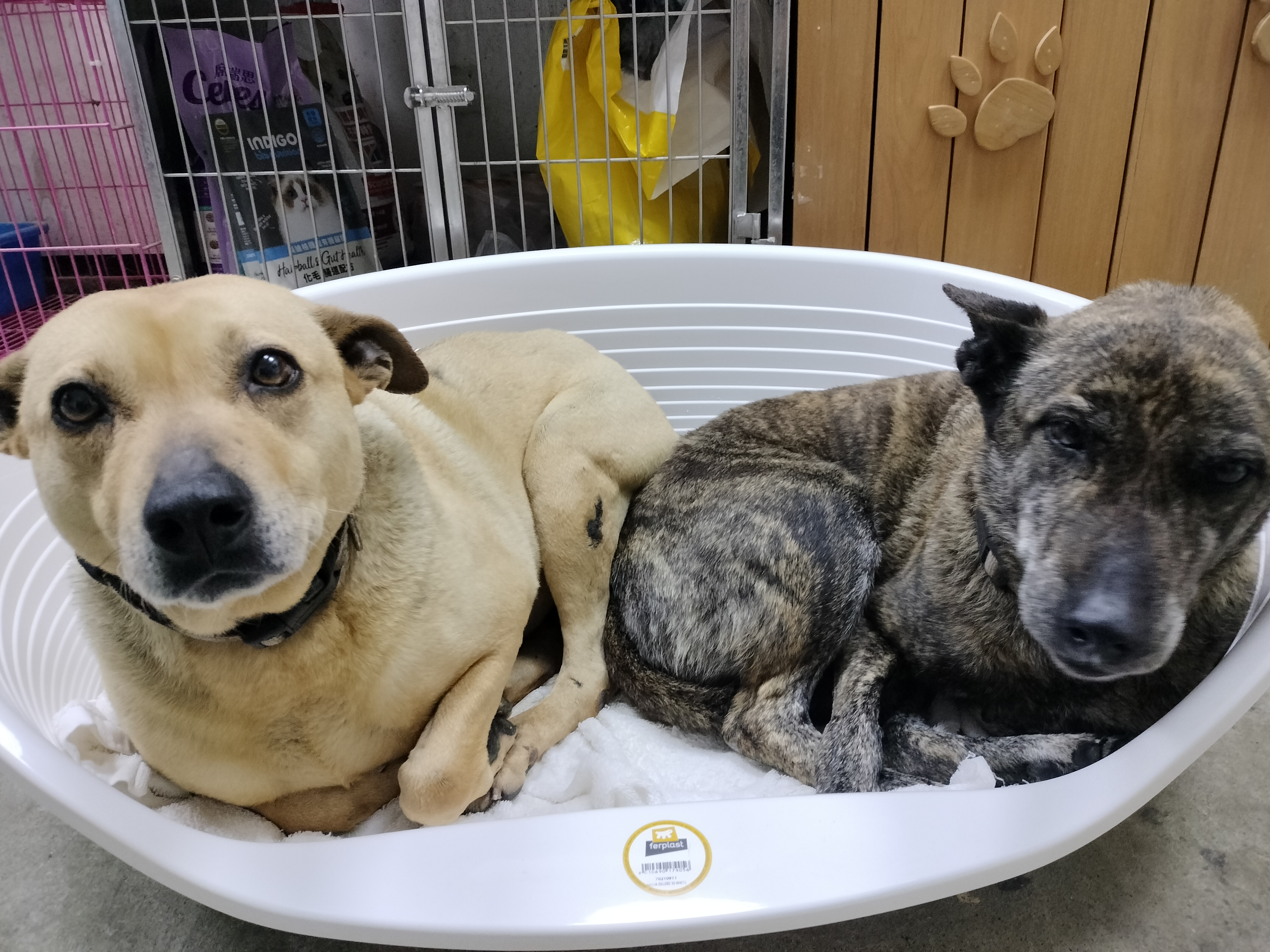  毛寶貝訓練後能夠共同分享一個舒服的睡覺床舖