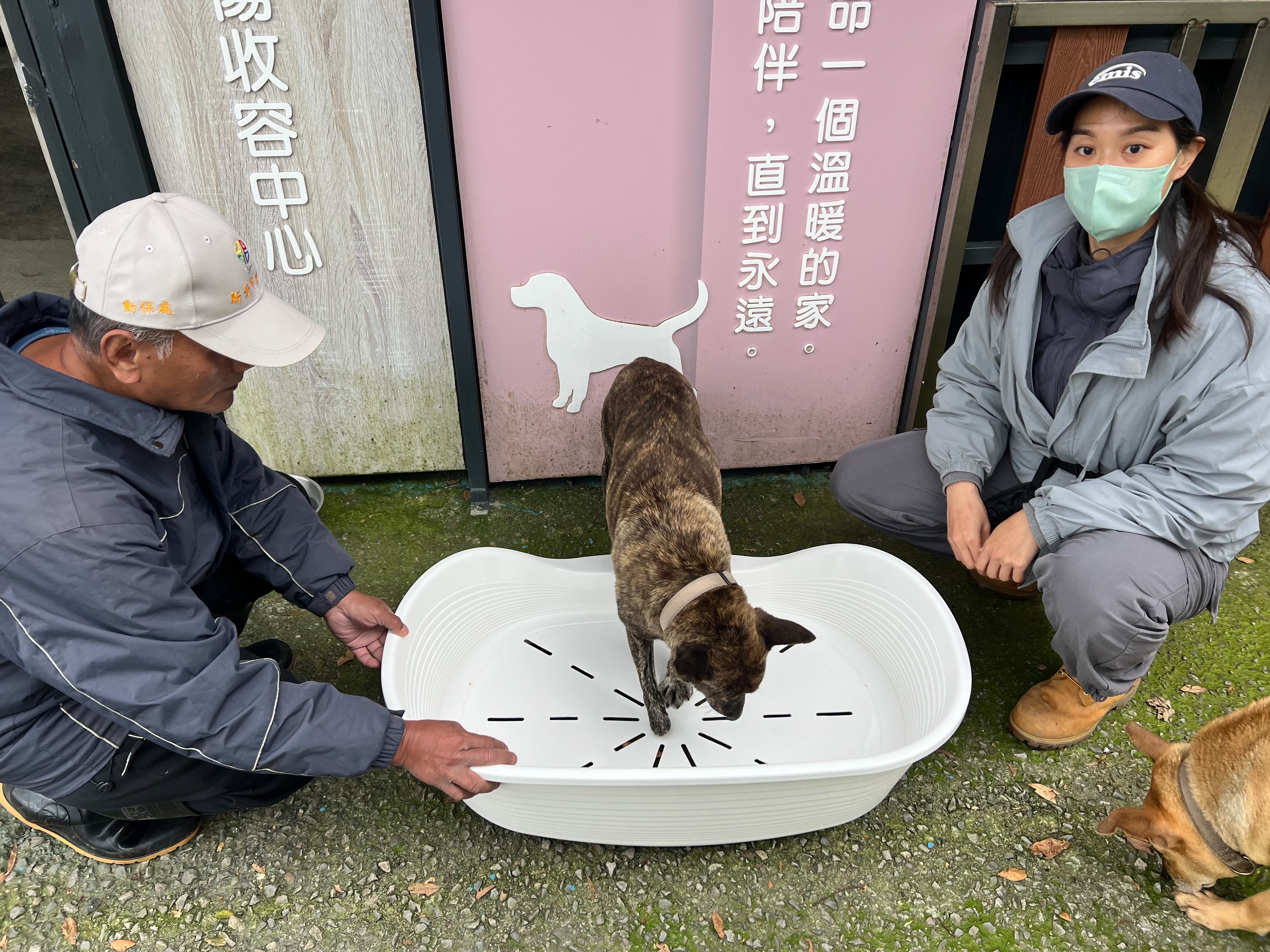  美麗又有耐心的專業訓犬師進行引導訓練