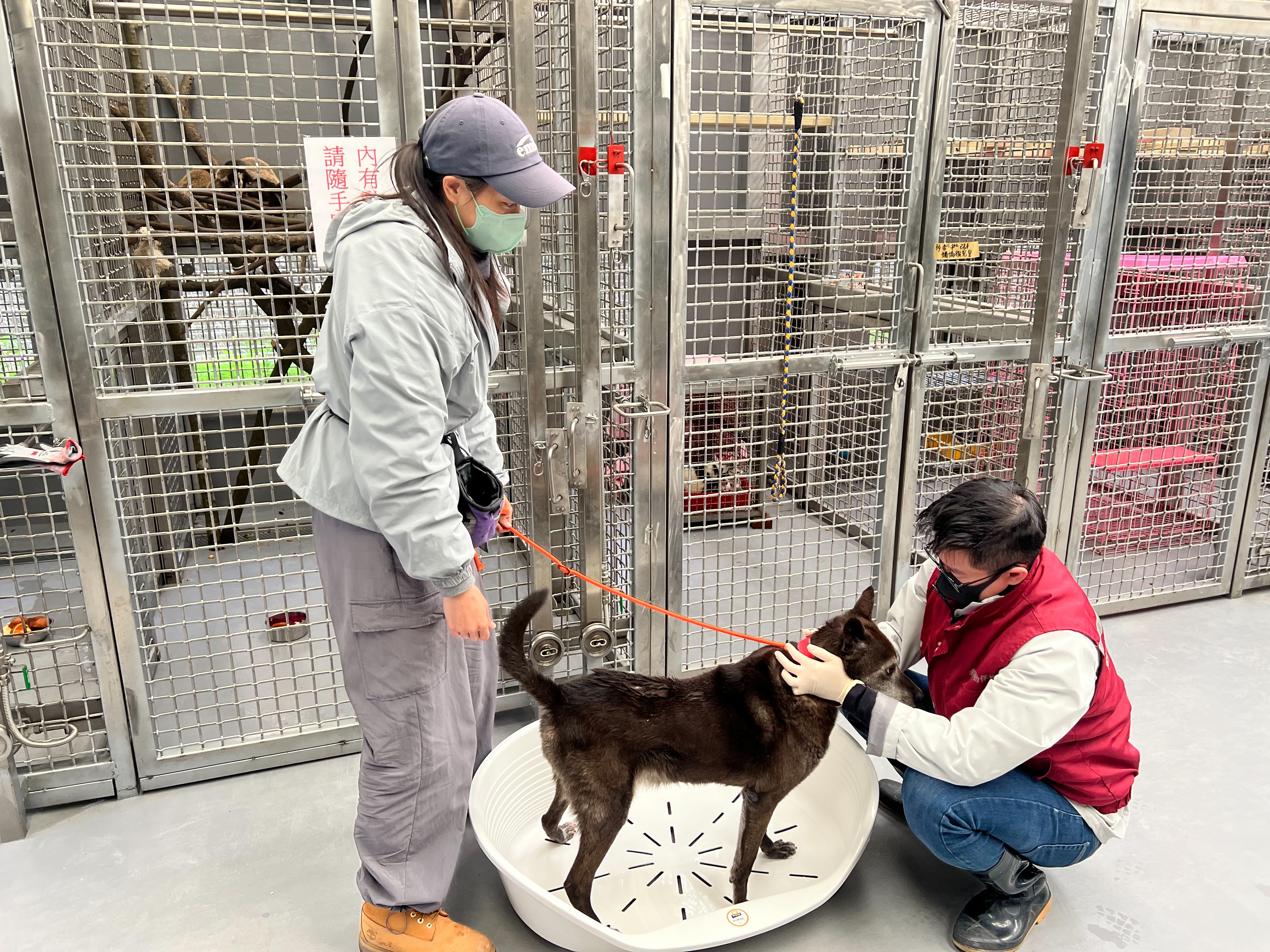  專業訓犬師指導動保員進行毛寶貝行為訓練