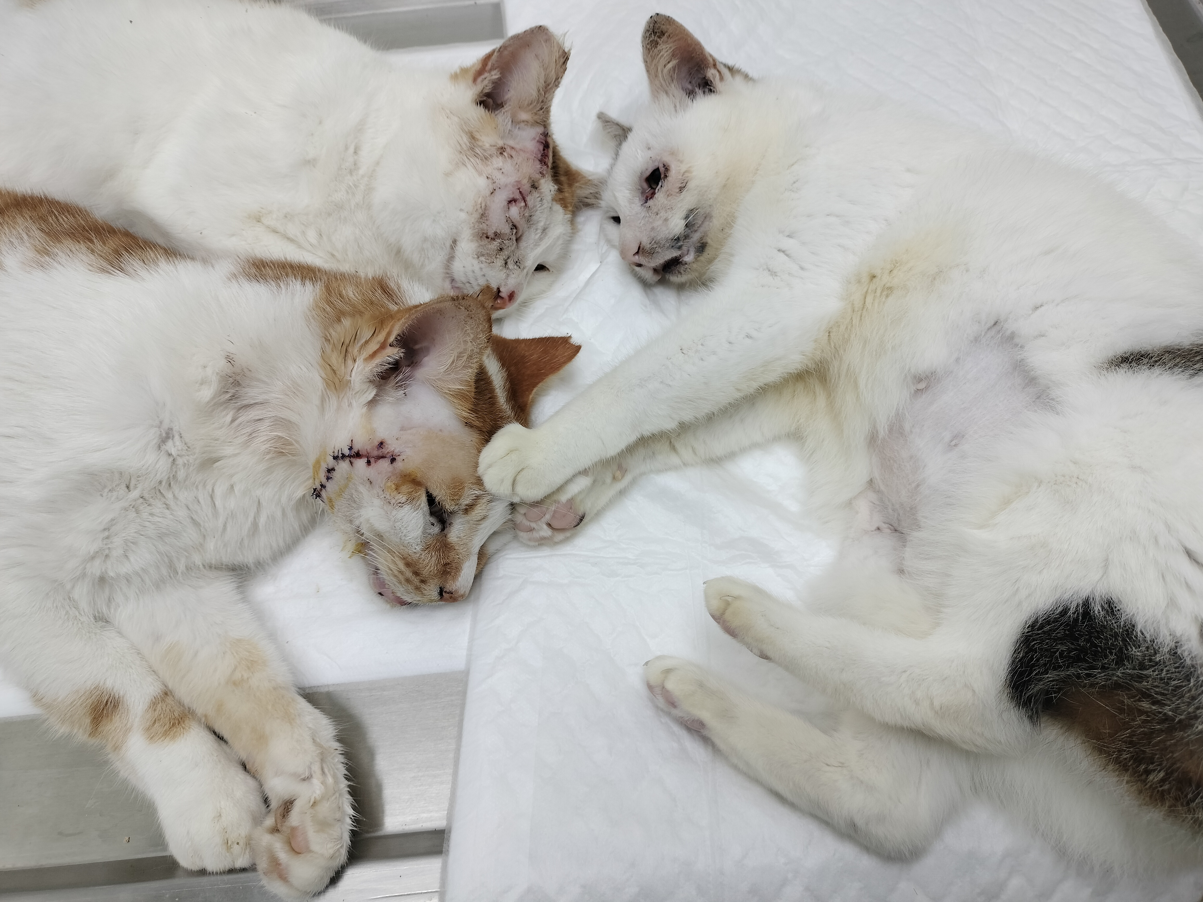  發情期的公貓經常為愛大打出手、傷痕累累