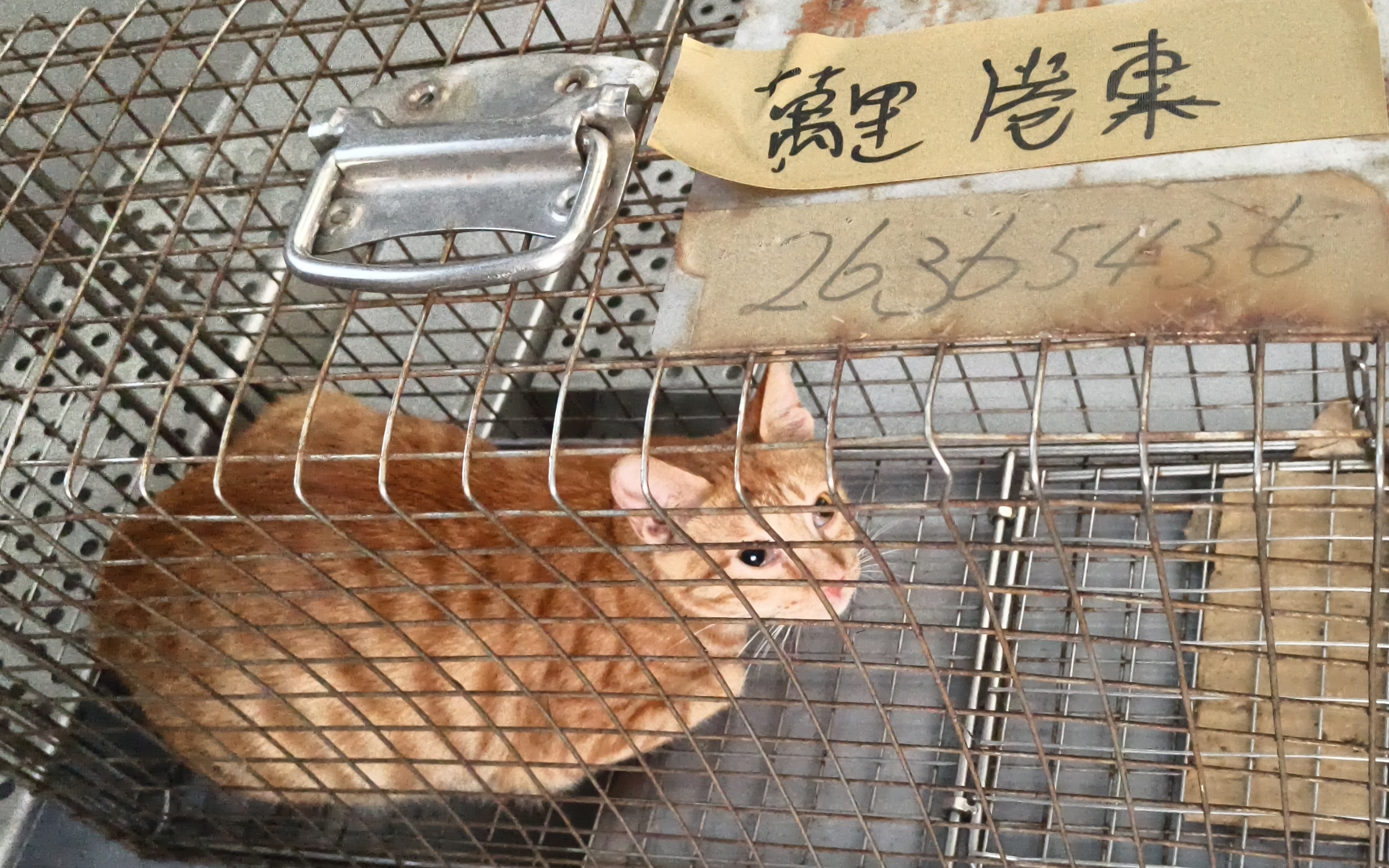  愛媽協助捕捉浪貓源頭絕育並通報傷病救援醫療
