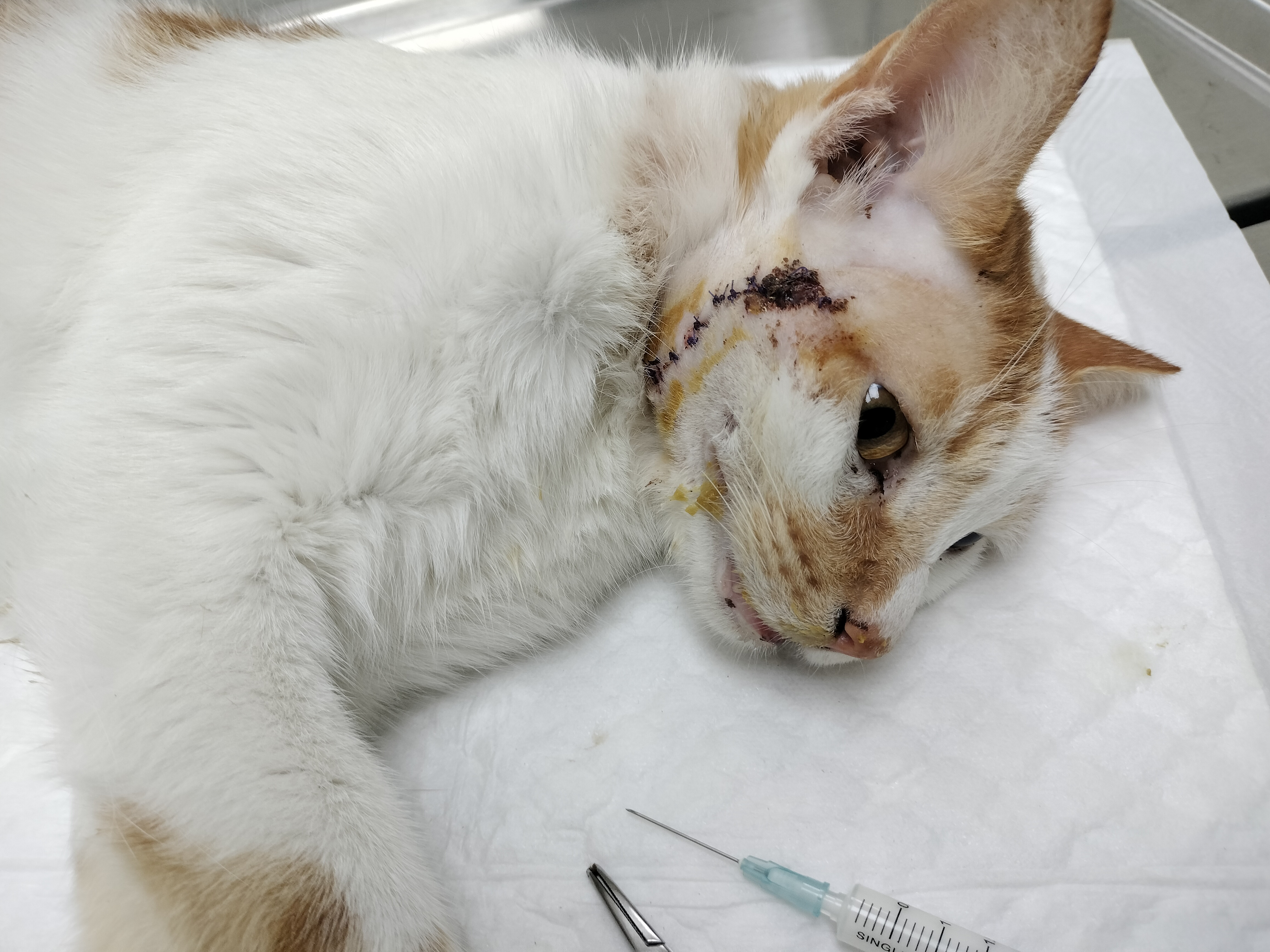 貓咪發情期打架常造成臉部週圍抓咬傷