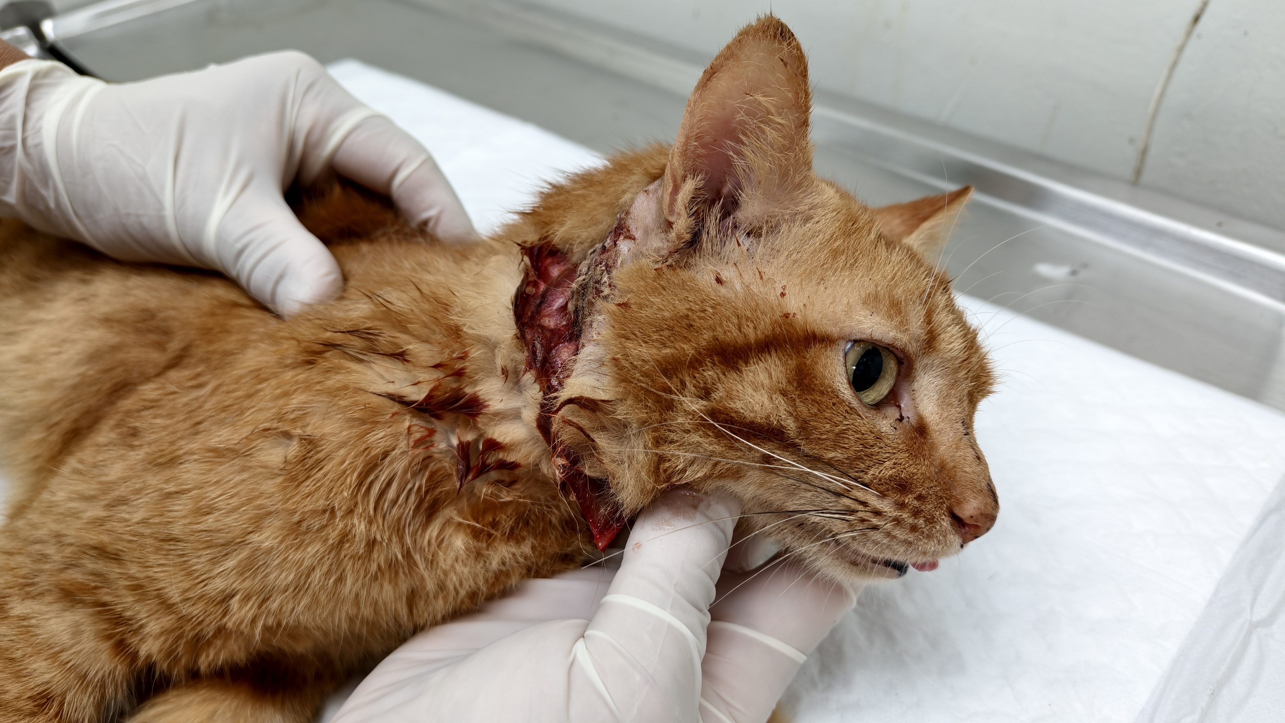  頭頸傷口較容易感染必須嚴格清創消毒