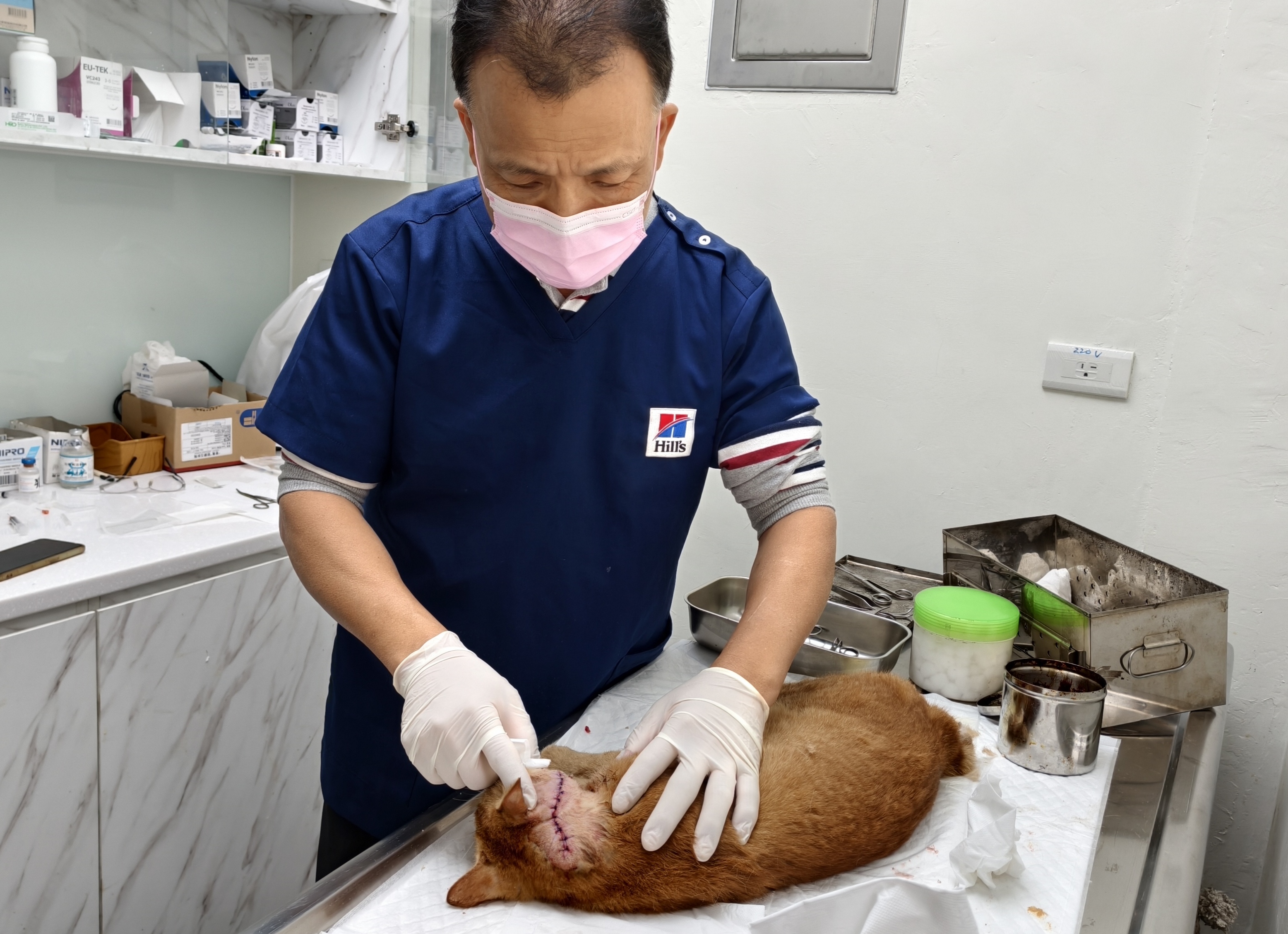  獸醫師謝弘斌為傷貓進行傷病醫療手術