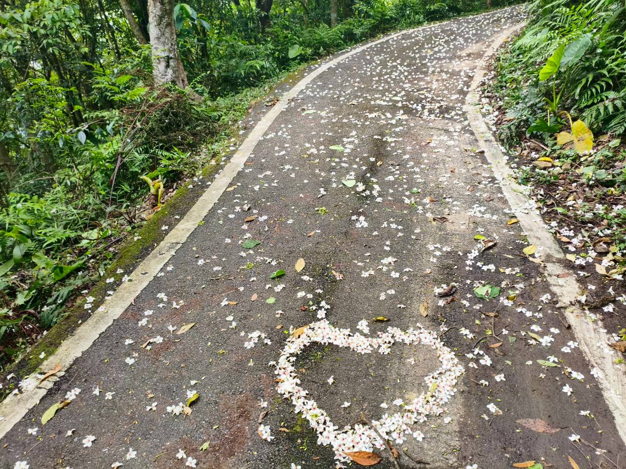 桐花落在石碇賞桐步道，遊客用桐花排出愛心圖案