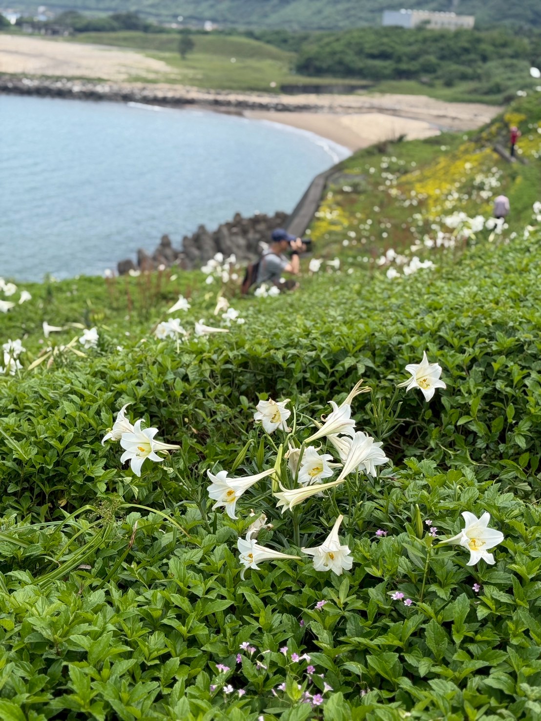 每年約4到6月正是台灣野百合盛開的季節，而北海岸就是原生棲地，盛開時猶如白色號角.jpg
