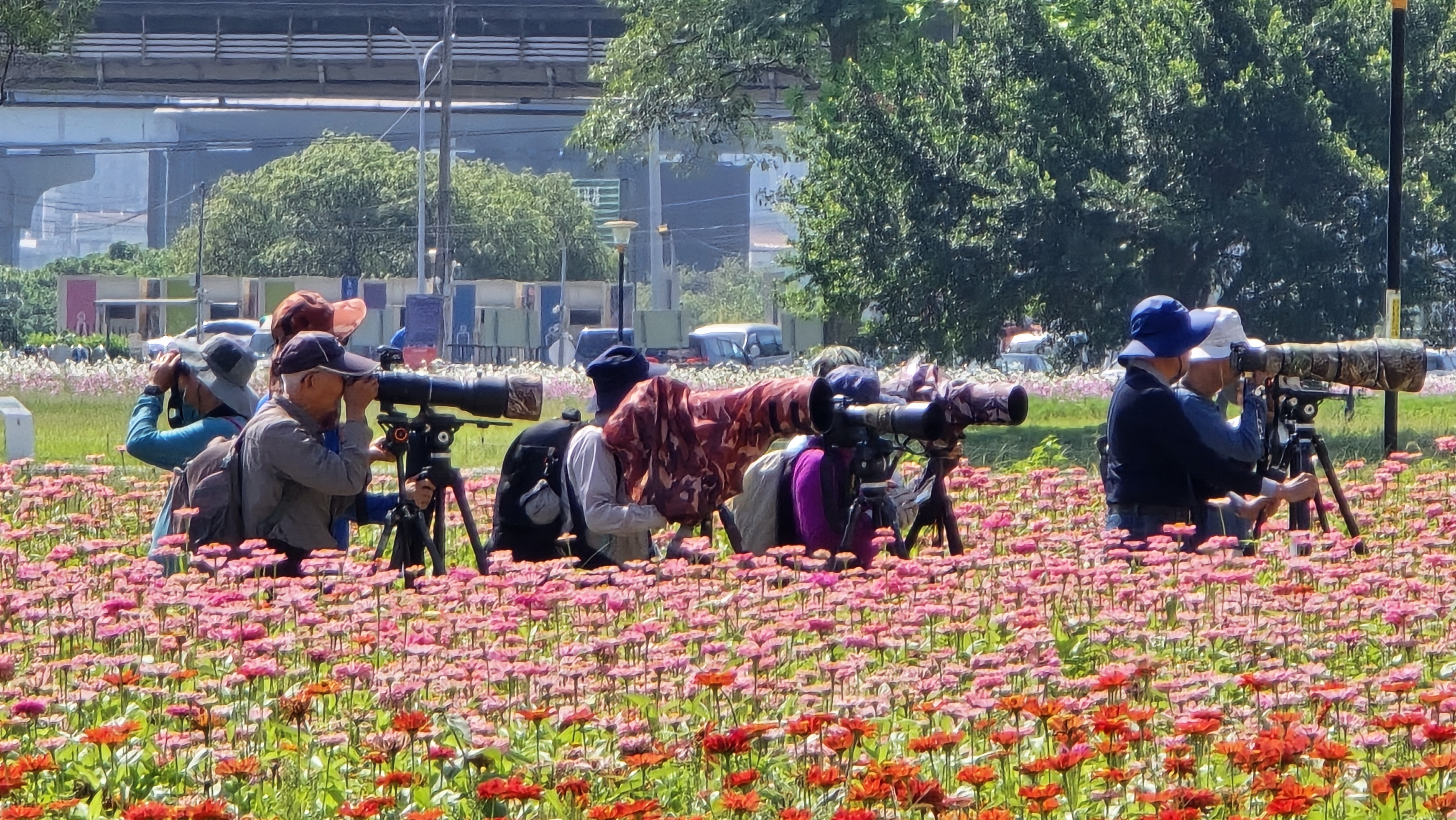 在新北大都會公園等待「鶯」姿的攝影同好