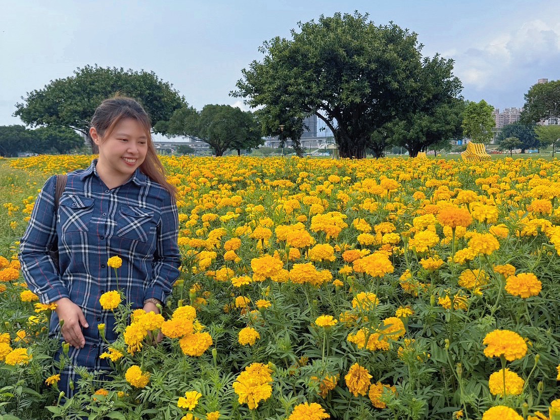 午後暫駐於大都會公園金黃萬壽菊的盛放之間