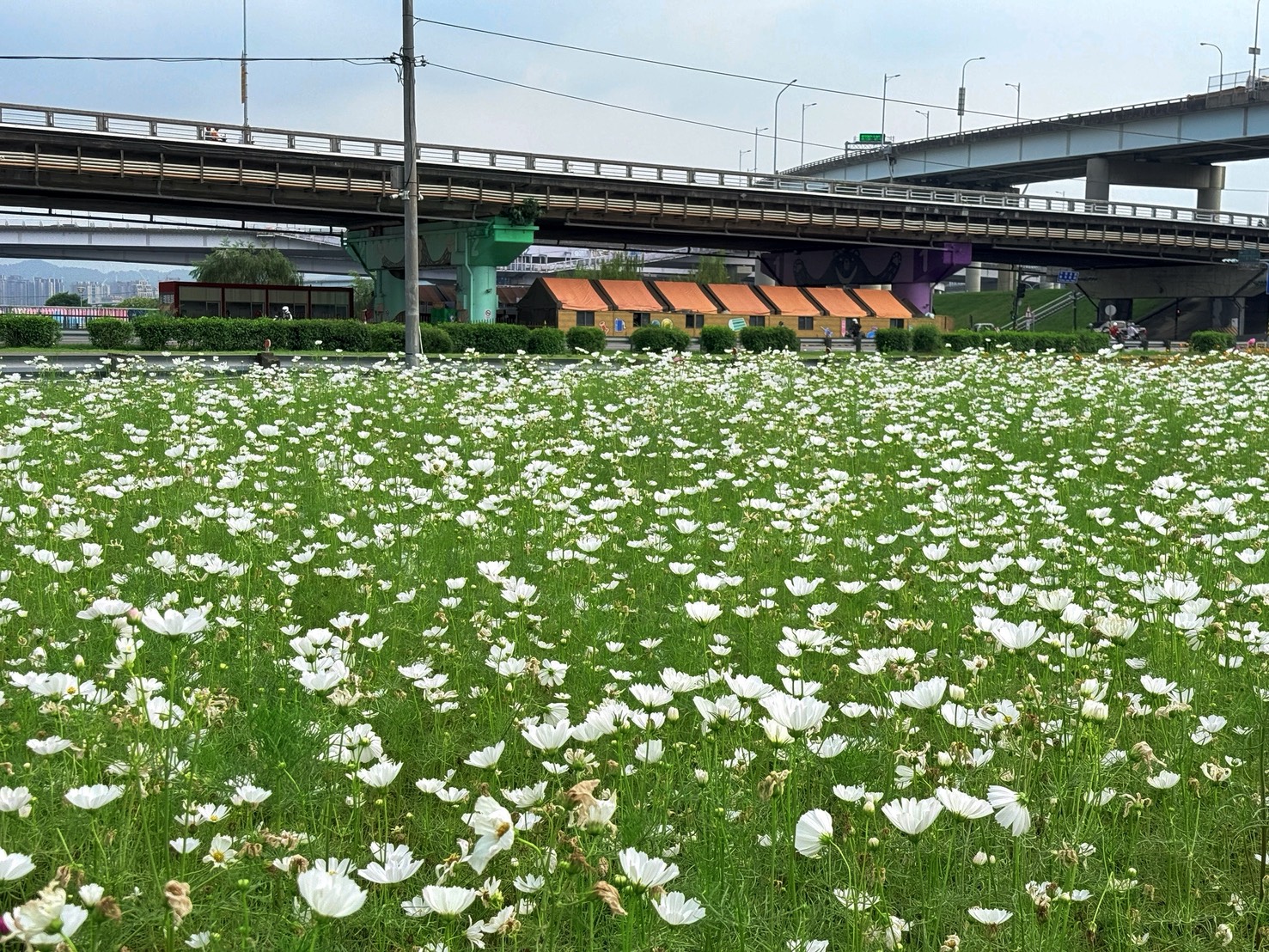 大波斯菊如雪落草地，在重新市集常流露淡雅清新的氣息