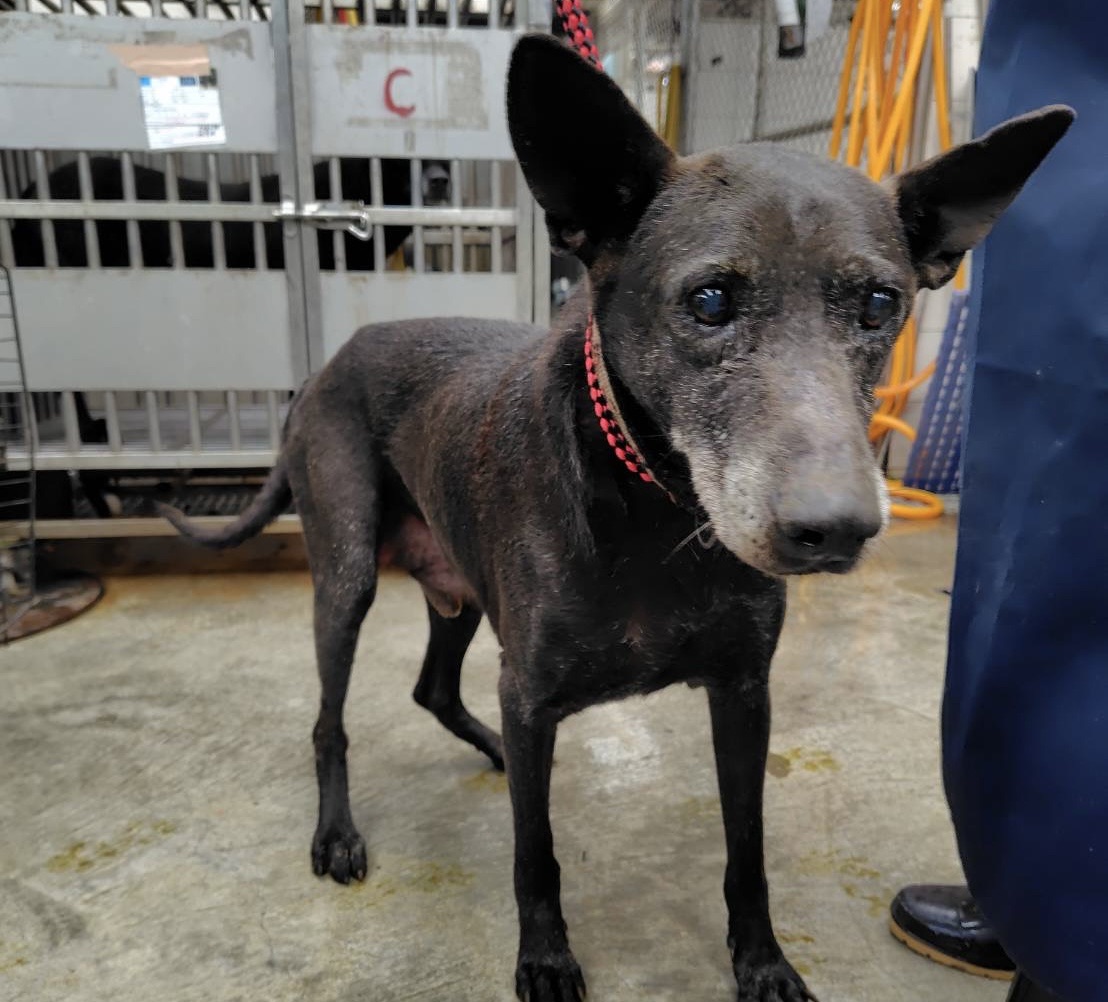 犬隻回到動物之家等待幸福