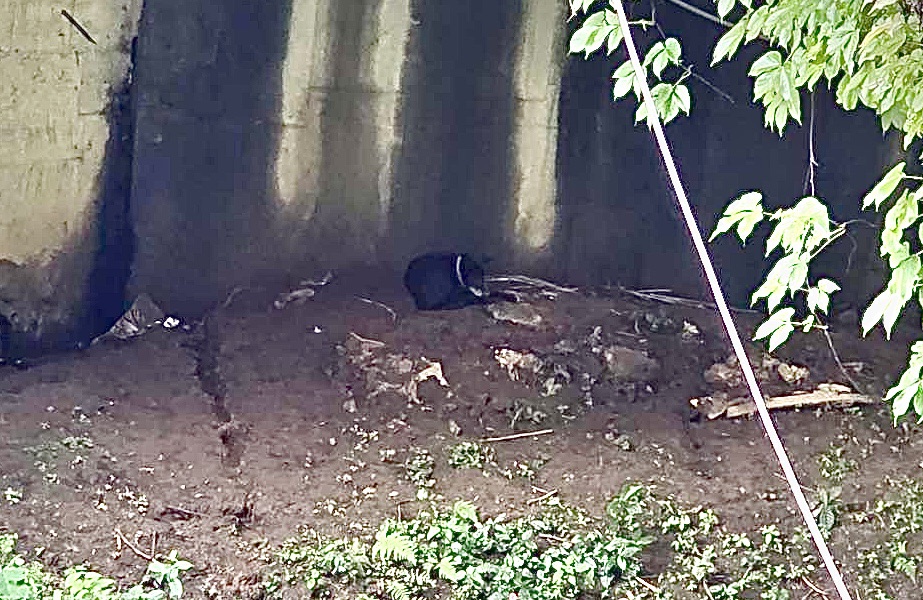 汐止區台鏈橋下黑犬受困在潮濕陰暗處