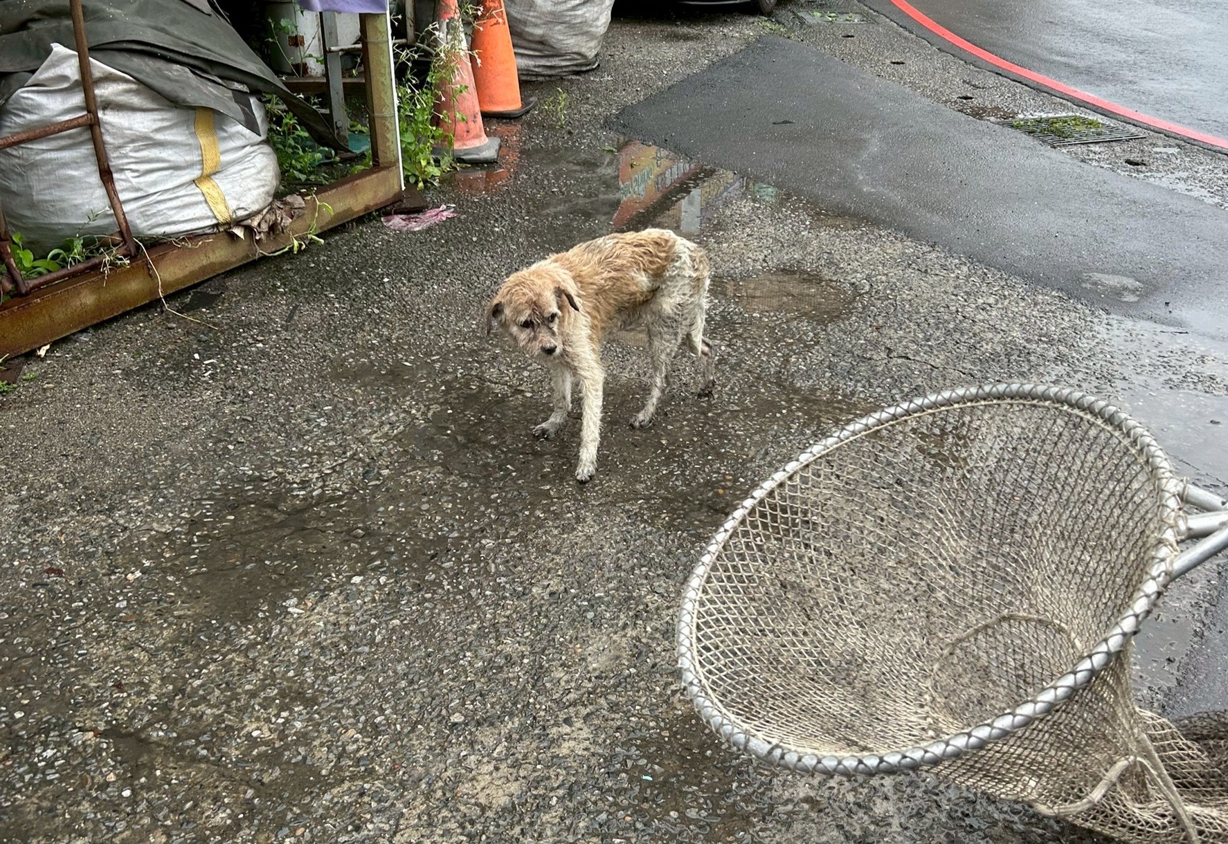 樹林高壓塔下白犬無助的等待脫困