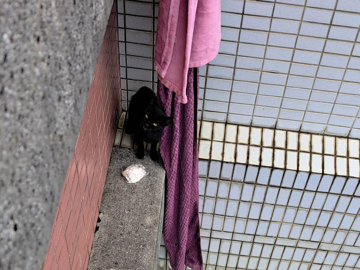 小貓受困於22樓圍牆外，隨時有墜樓風險