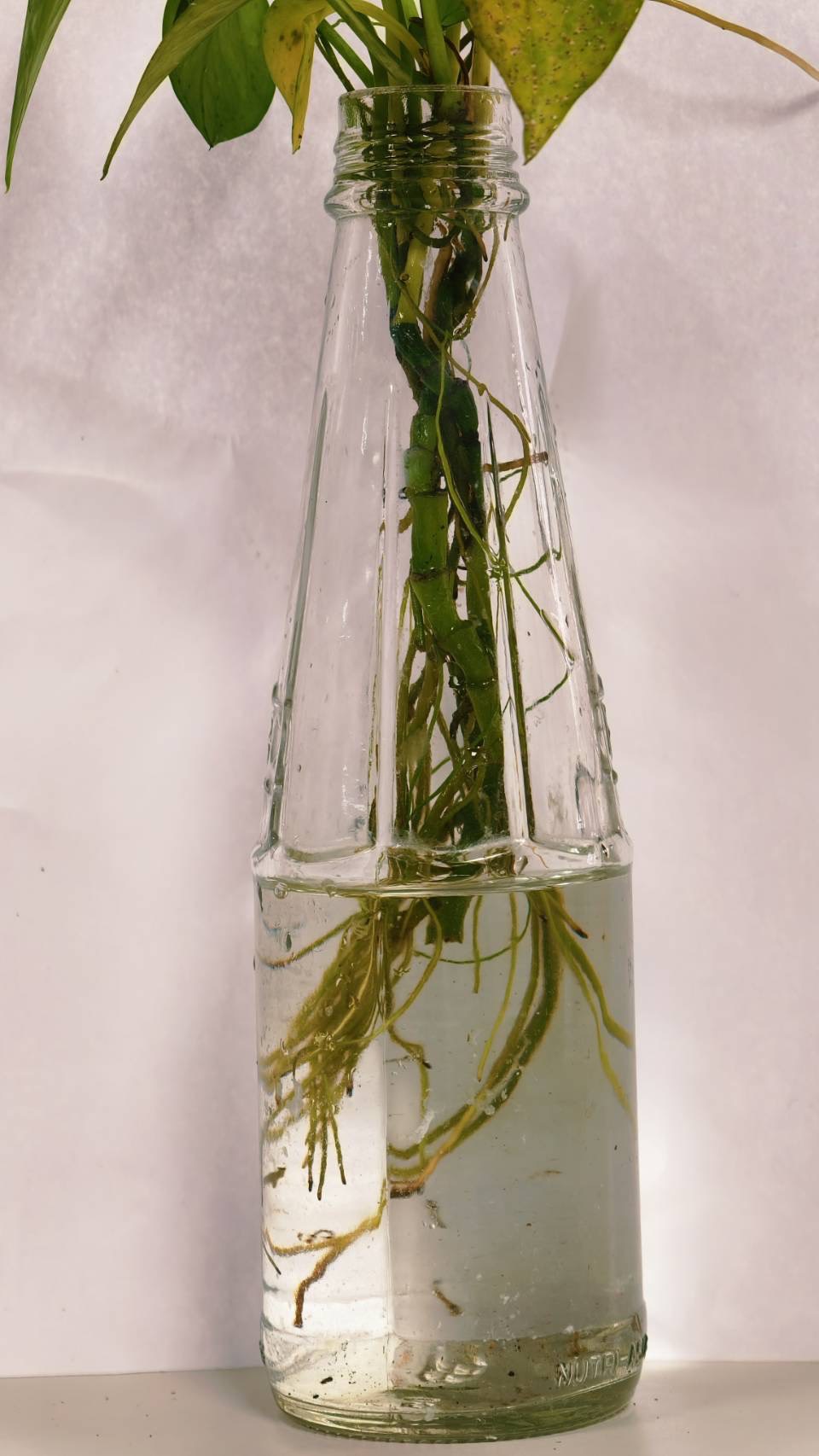 日常生活中有許多容易被忽略的孳生源，例如水生植物應定期刷洗換水或飼養食蚊魚
