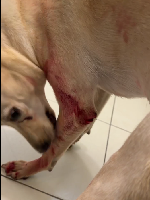 犬隻舔拭傷口1