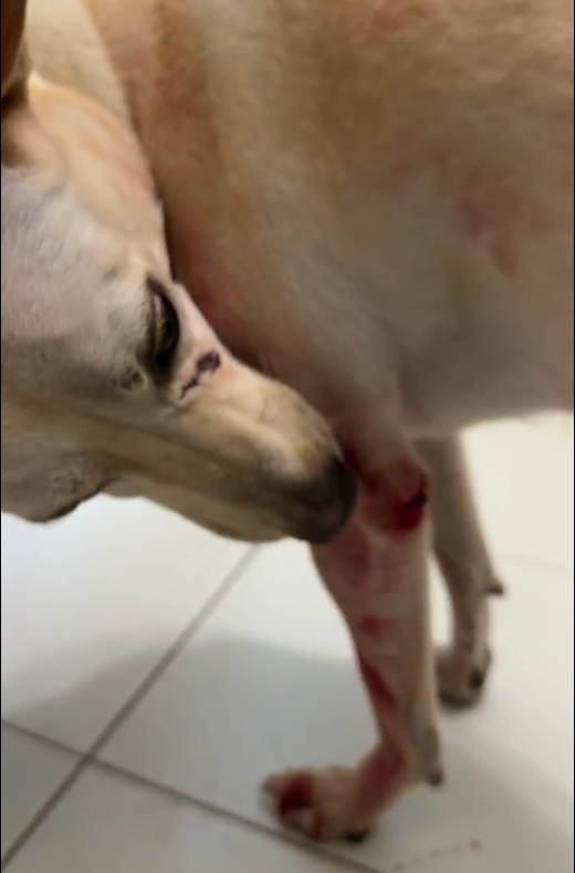 犬隻舔拭傷口2