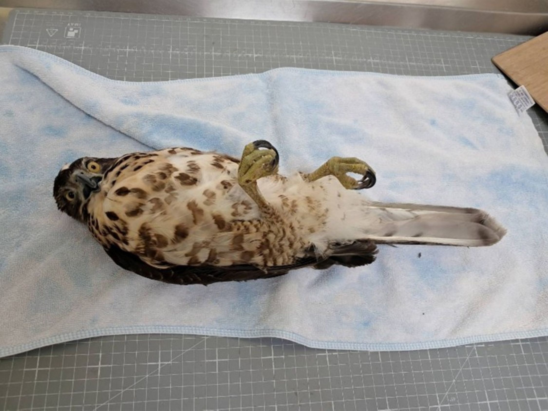 鳳頭蒼鷹是最常撞玻璃而傷亡的猛禽，因撞擊後脊椎損傷呈現雙腳癱瘓、無法站立