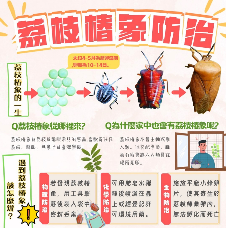 荔枝椿象防治說明