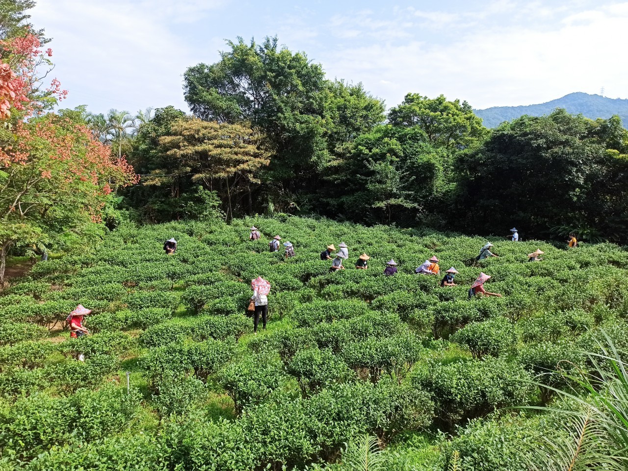 新北市文山農場採茶體驗