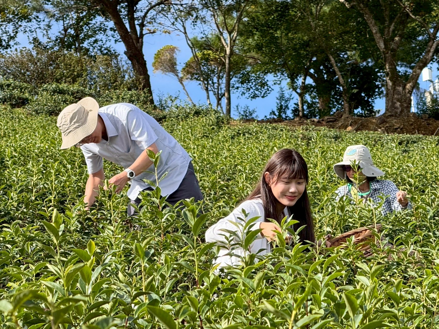 走進坪林茶園親手採茶，體驗茶鄉慢活魅力與在地茶文化風情。