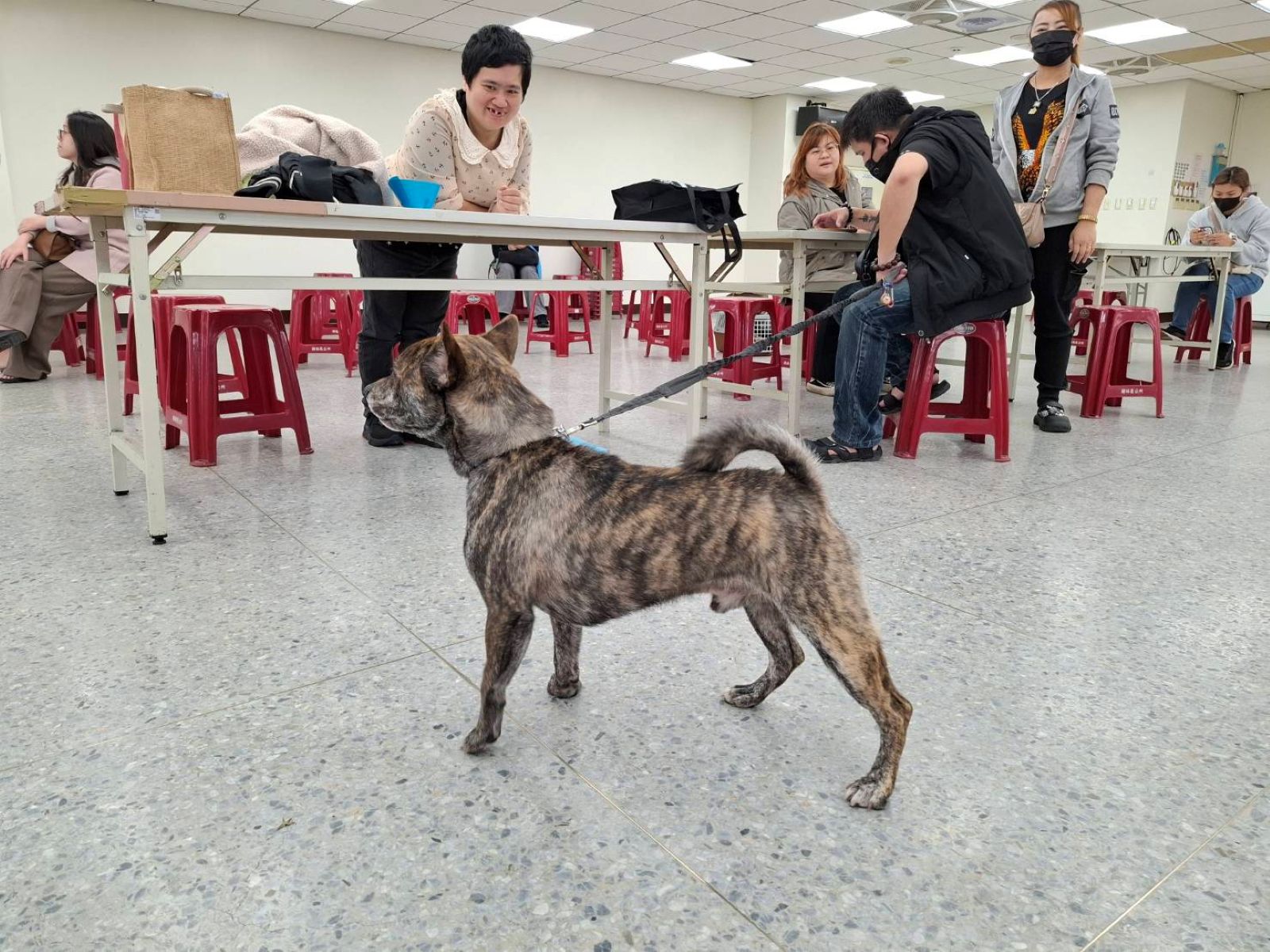  家犬與戶外活動貓需每年施打一次狂犬病疫苗