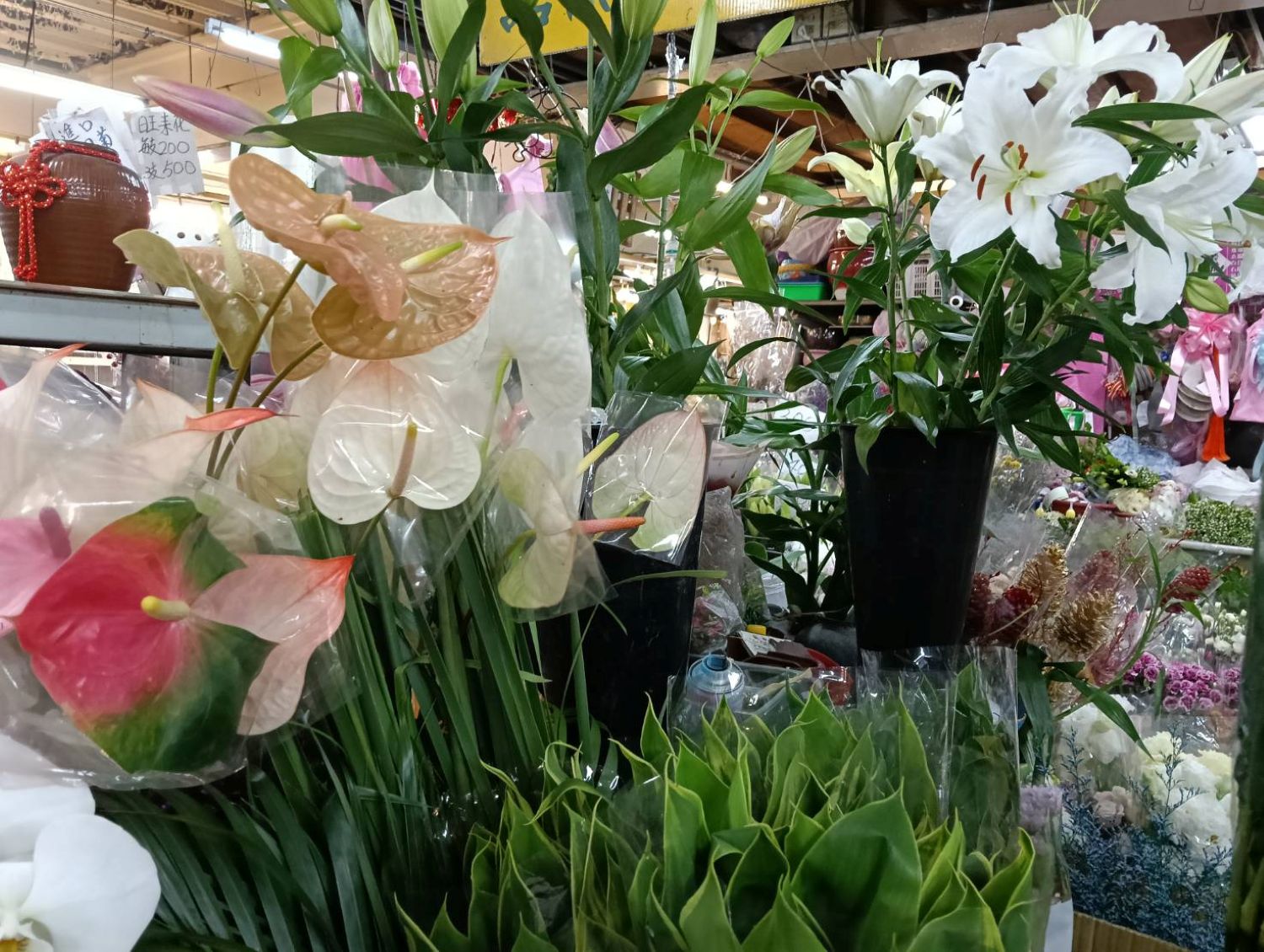百合花、蘇鐵、杜鵑花、長壽花極高致死率！僅需少量（如花粉）即可引發急性腎衰竭、肝衰竭或神經損害
