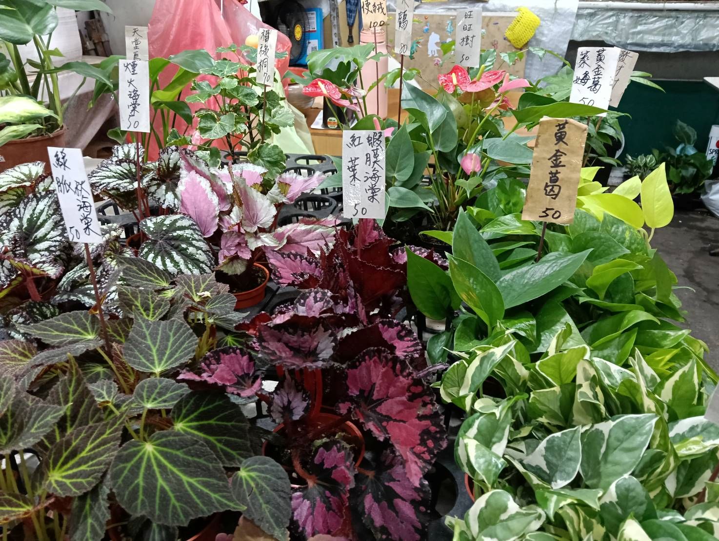 黃金葛、萬年青、龜背芋、蘆薈強烈刺激性。含草酸鈣結晶，誤食會導致口腔灼痛、舌頭紅腫、流口水及嘔吐