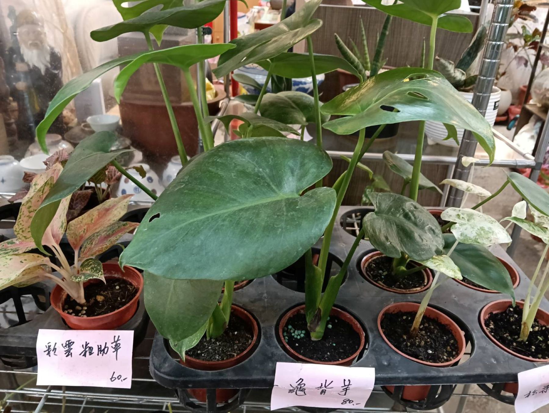  龜背芋