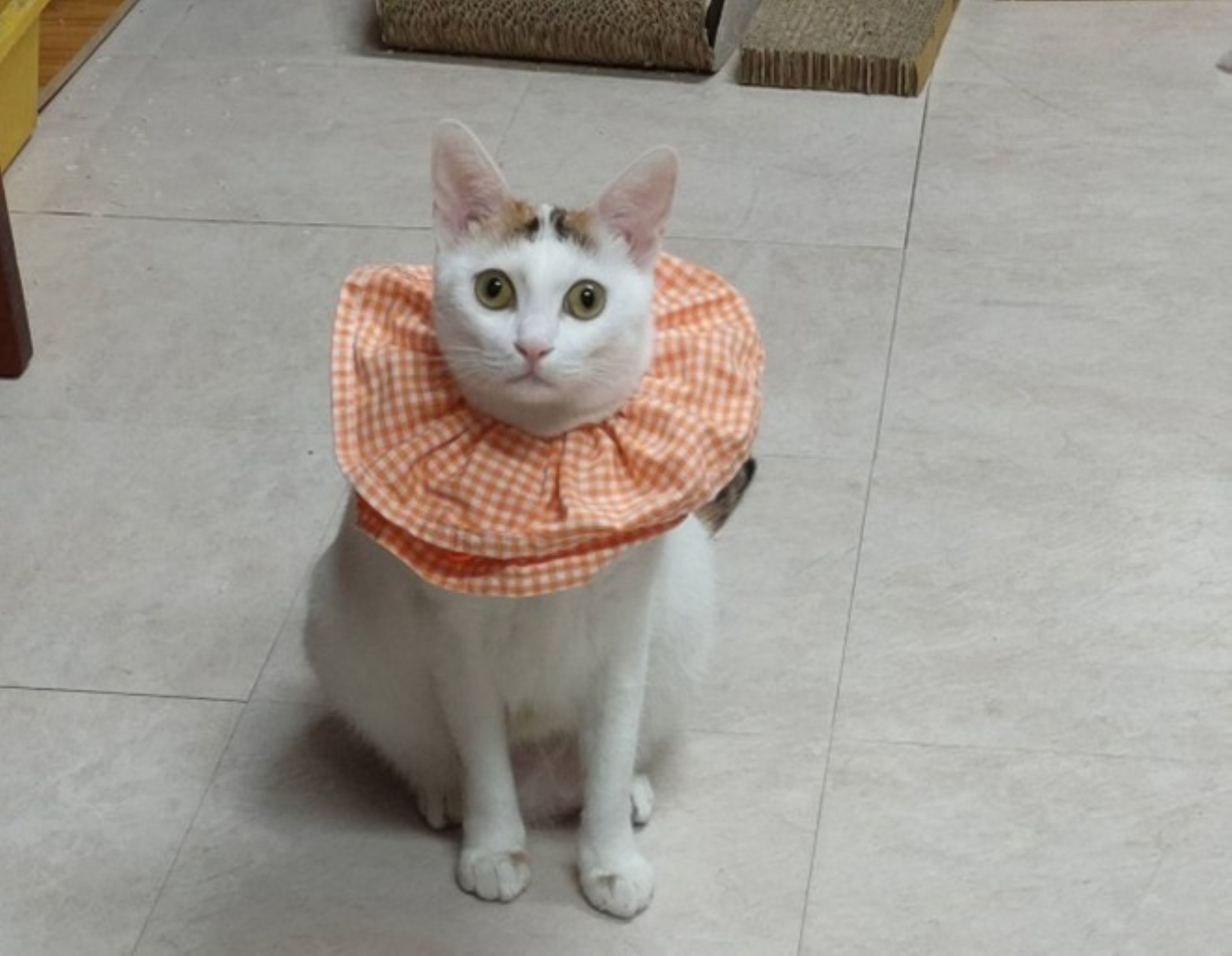 優質與安全的飼養生活環境、定期除蚤