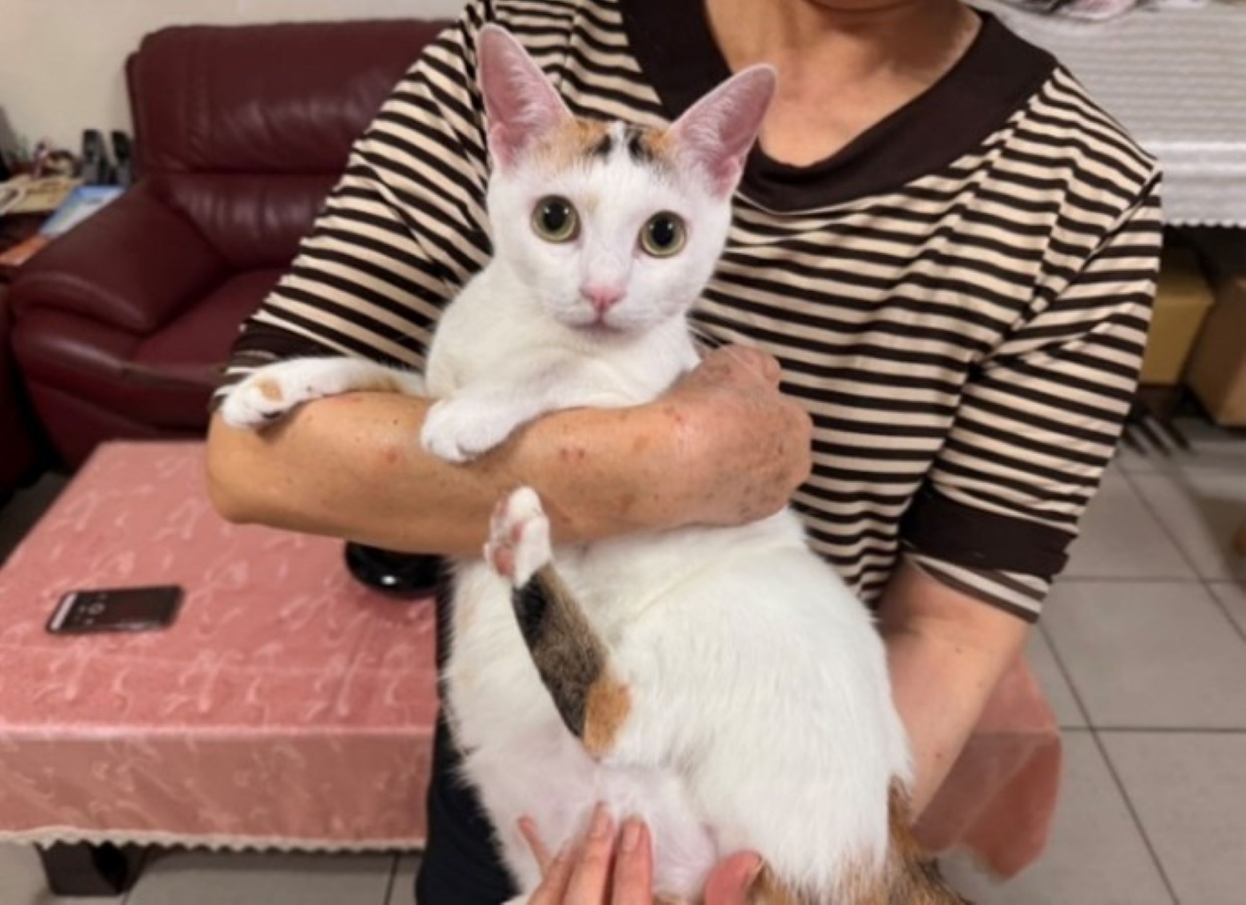 與飼主有良好的信任感與安全感