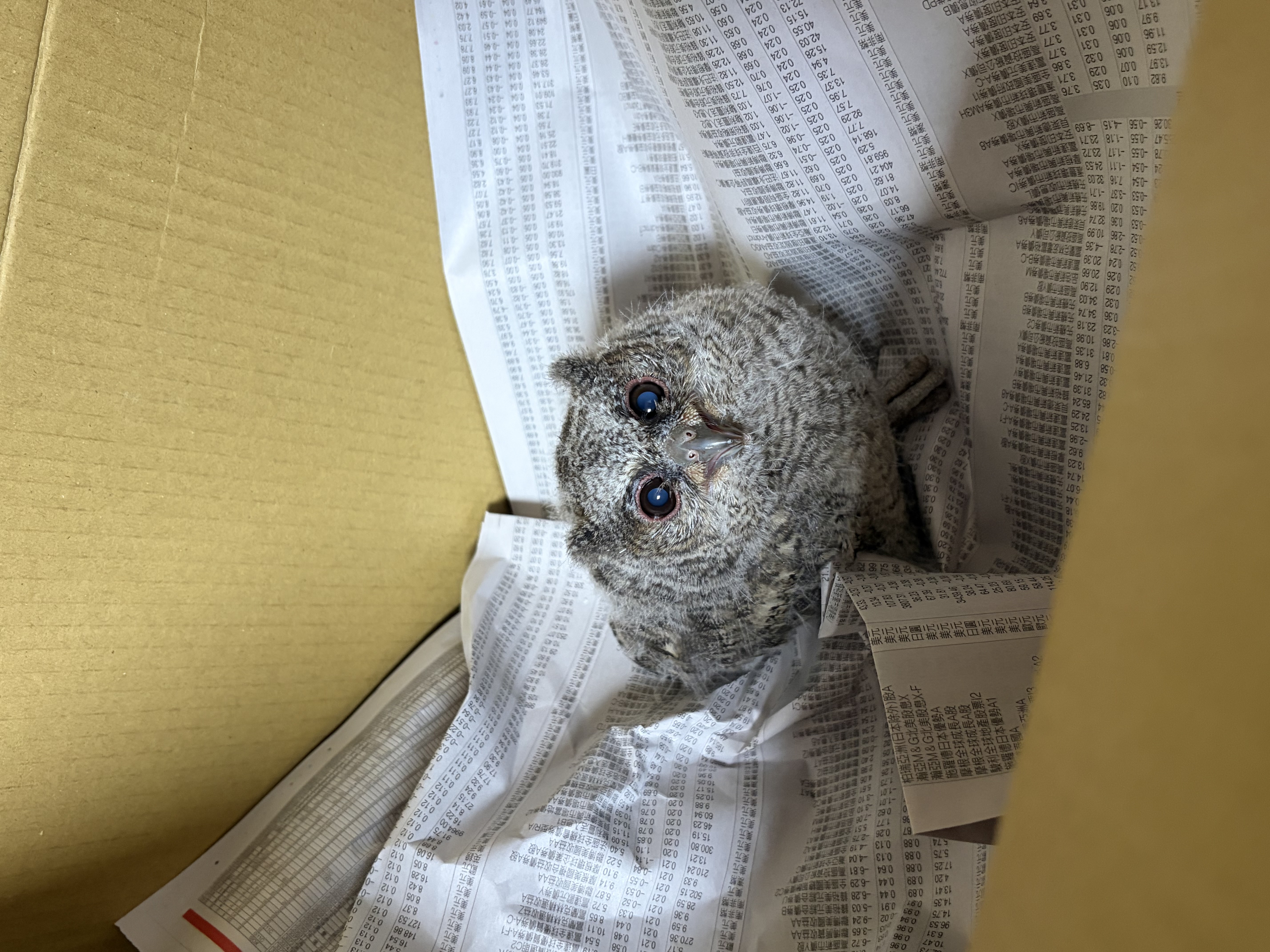  春末夏初為繁殖育幼高峰季節，動保處常接獲相關幼獸及雛鳥救援通報