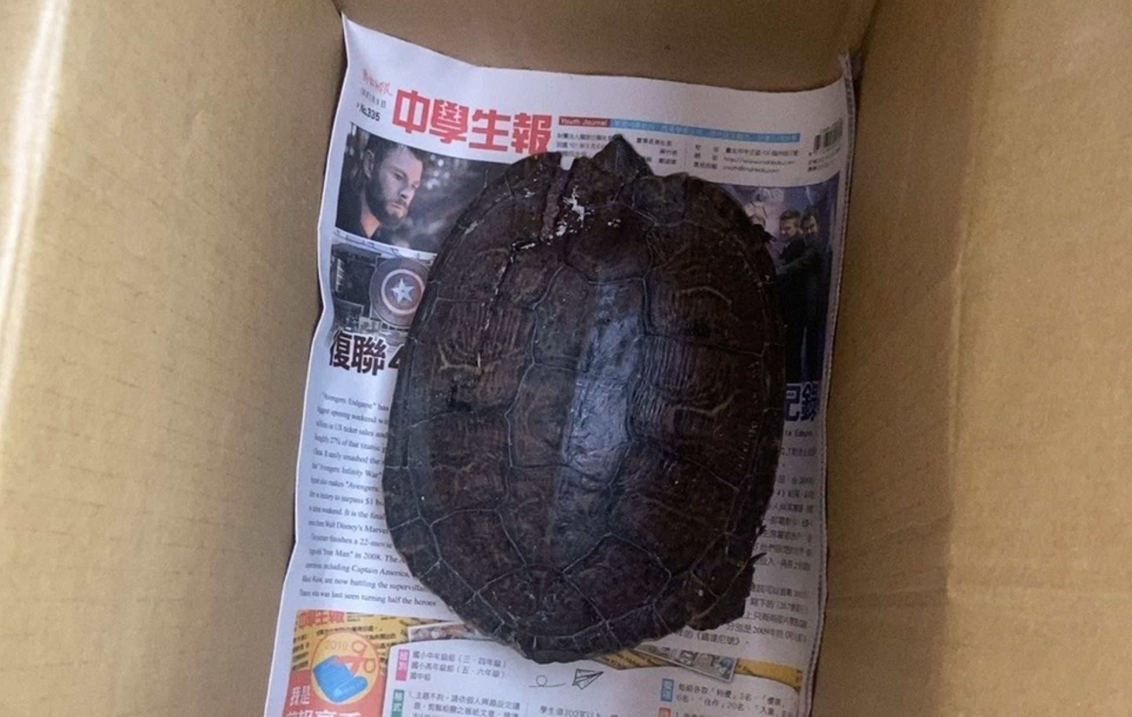 民眾日前通報保育類柴棺龜出現，動保處確認無傷後即擇地野放。