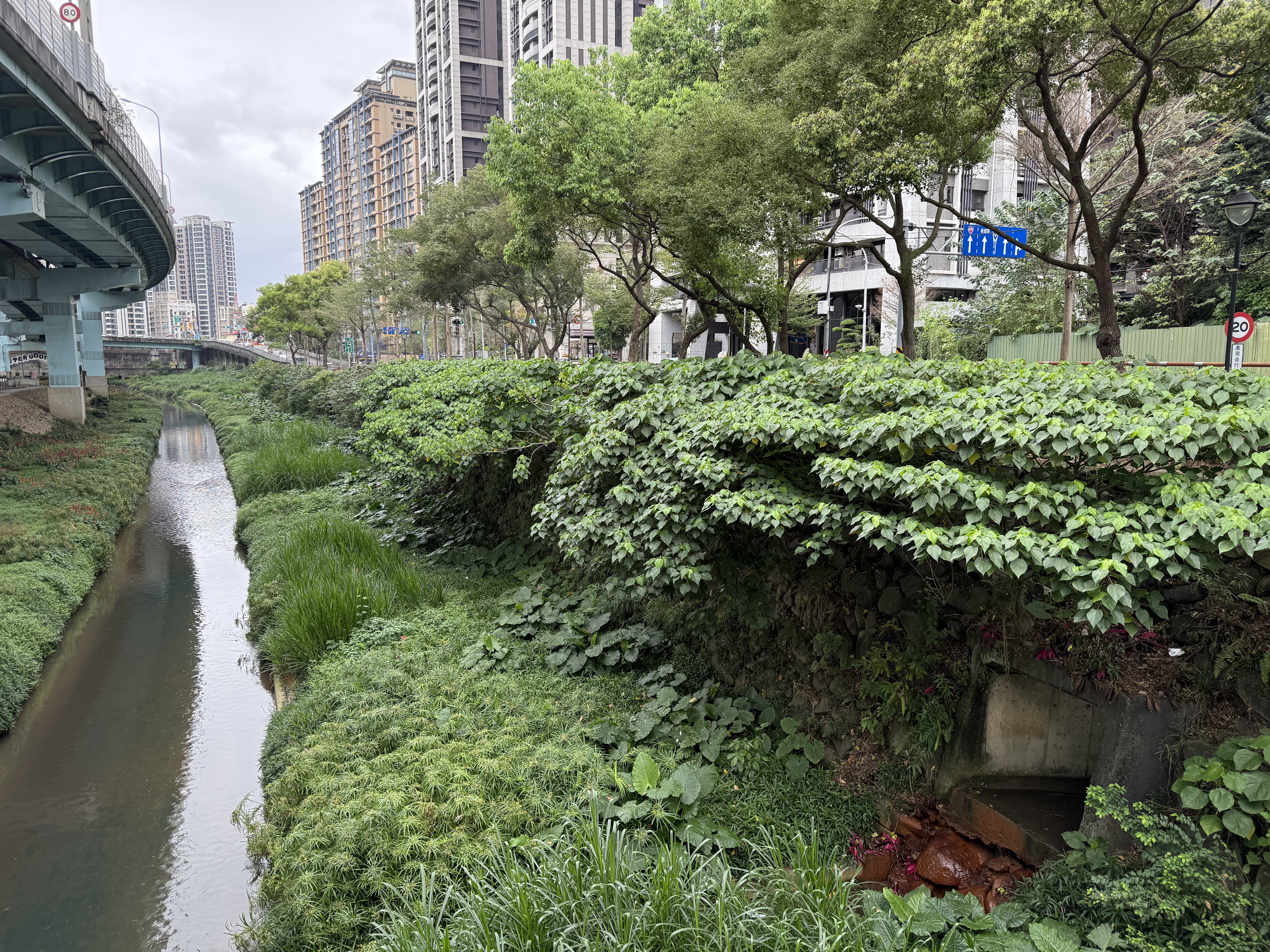 湳仔溝蛻變為生態豐沛的活力水域