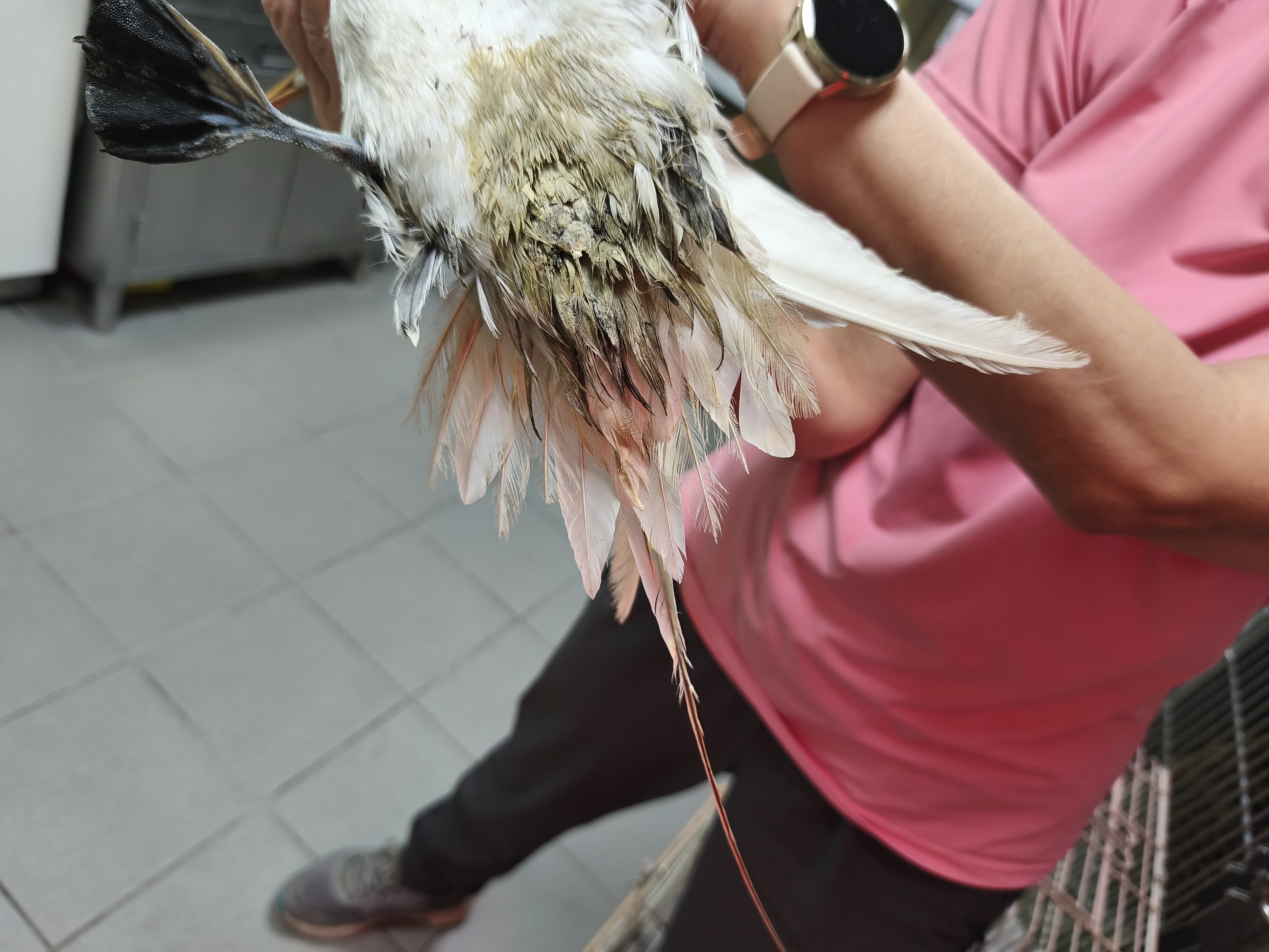 平常鮮少接近陸域，一旦出現在海岸道路周邊多半代表陷入虛弱狀態需要即時救援