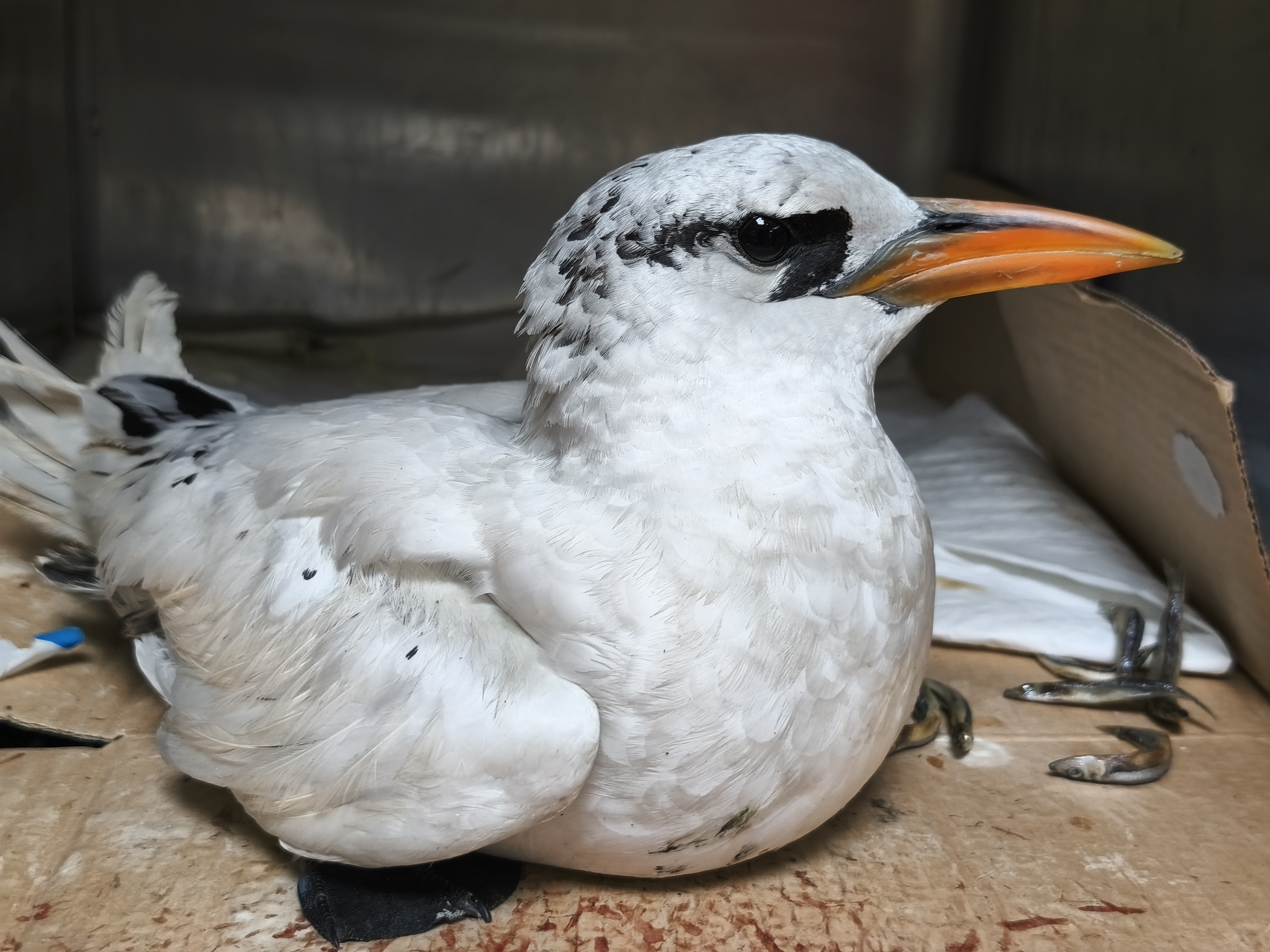 白尾熱帶鳥為熱帶鳥目熱帶鳥科鳥類，擁有修長白色尾羽