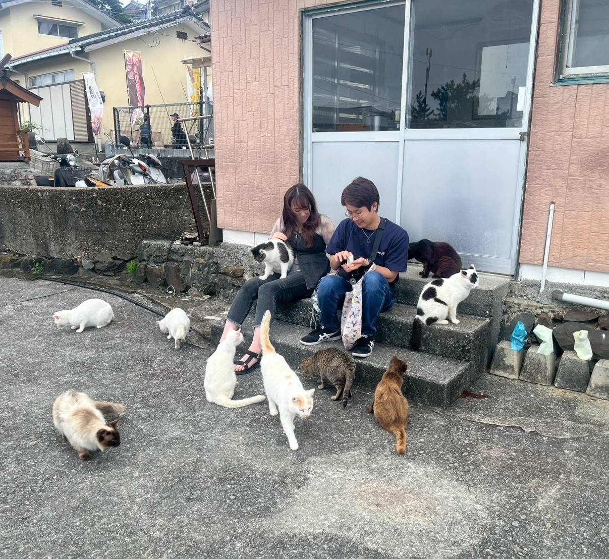遊客與貓咪間溫馨互動