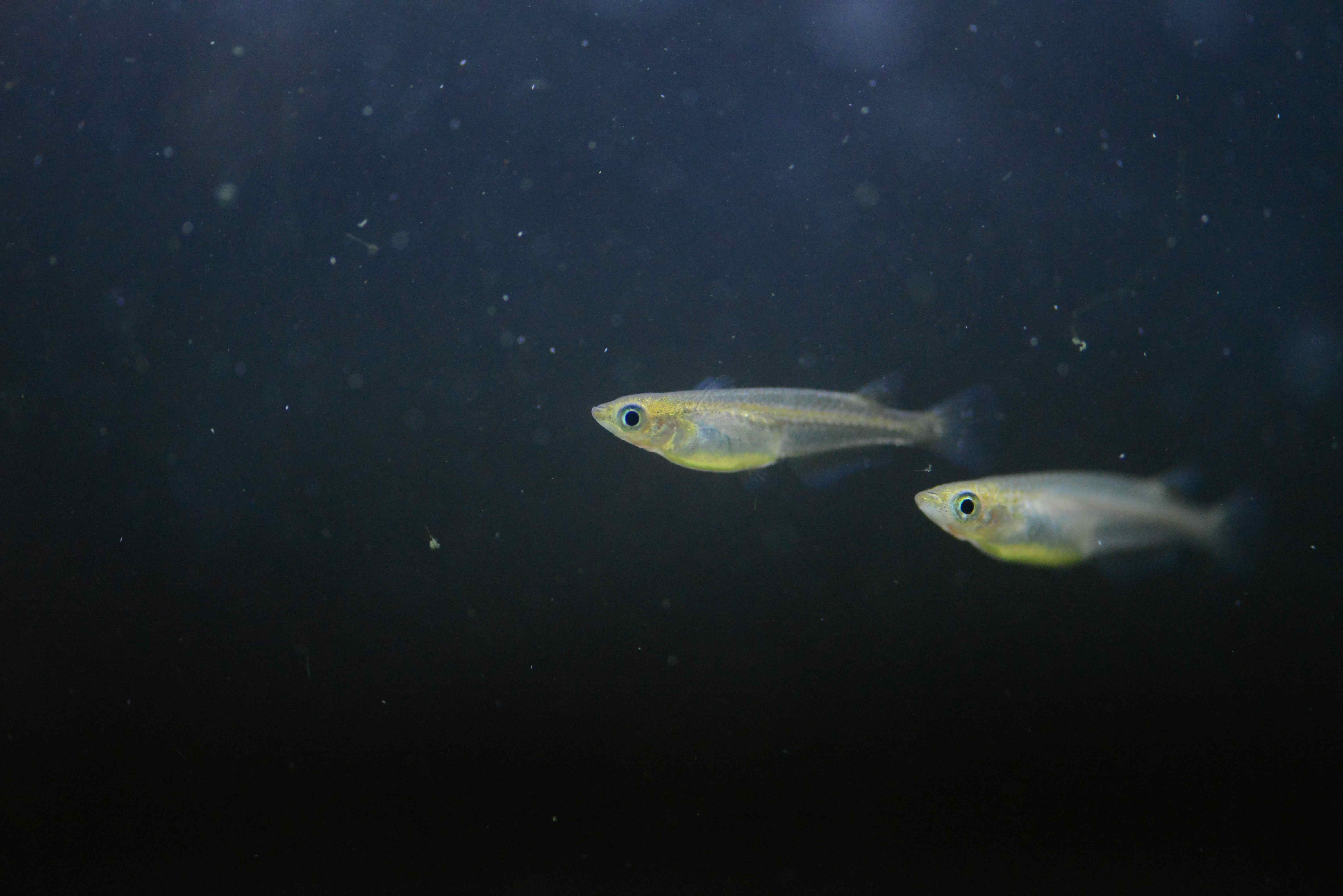 瀕危原生魚類「噶瑪蘭青鱂」