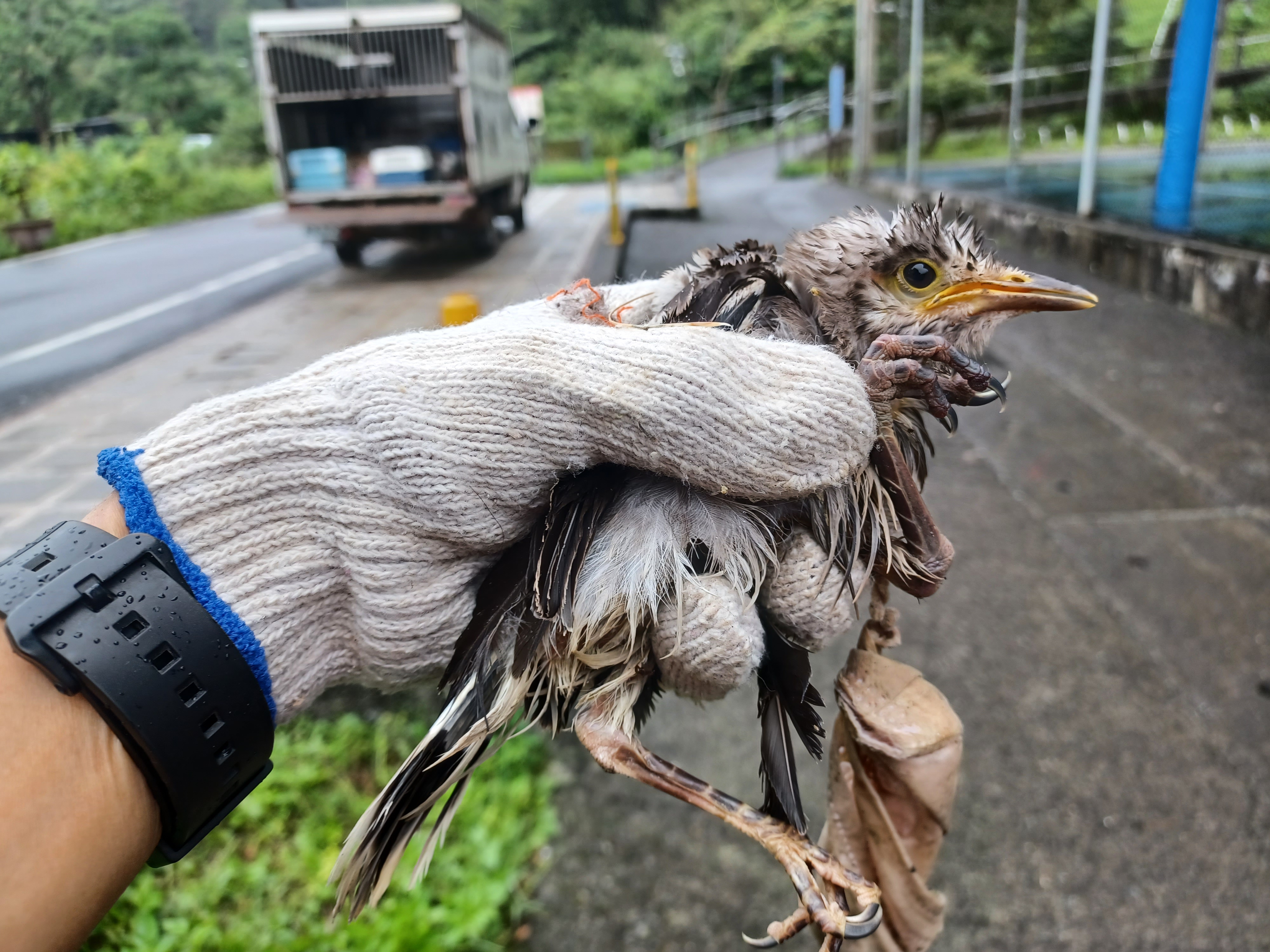  幼鳥受困口罩時的狀態，全身潮濕汙濁