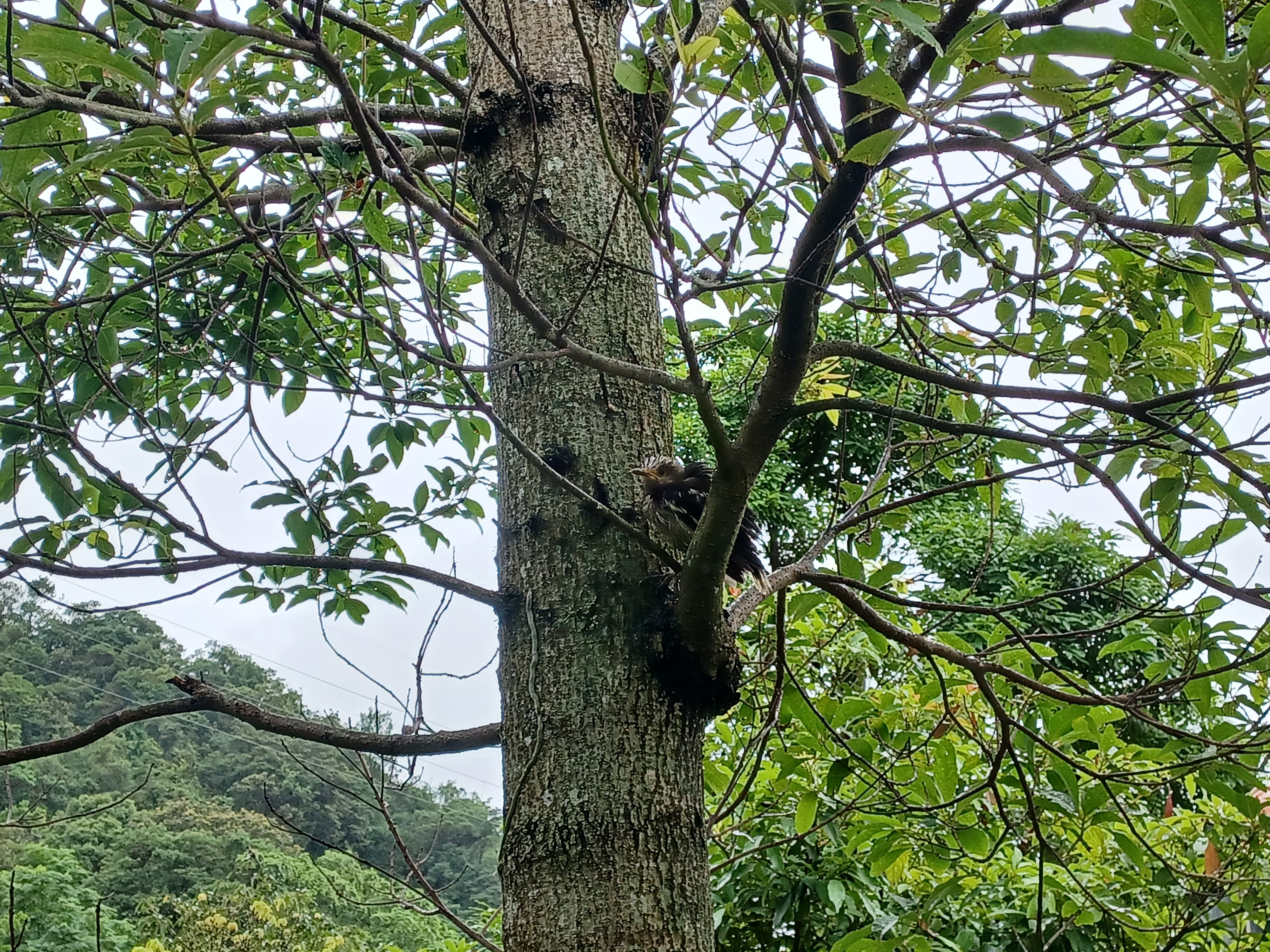  幼鳥從人工鳥槽跳出，於樹上安全處等待親鳥