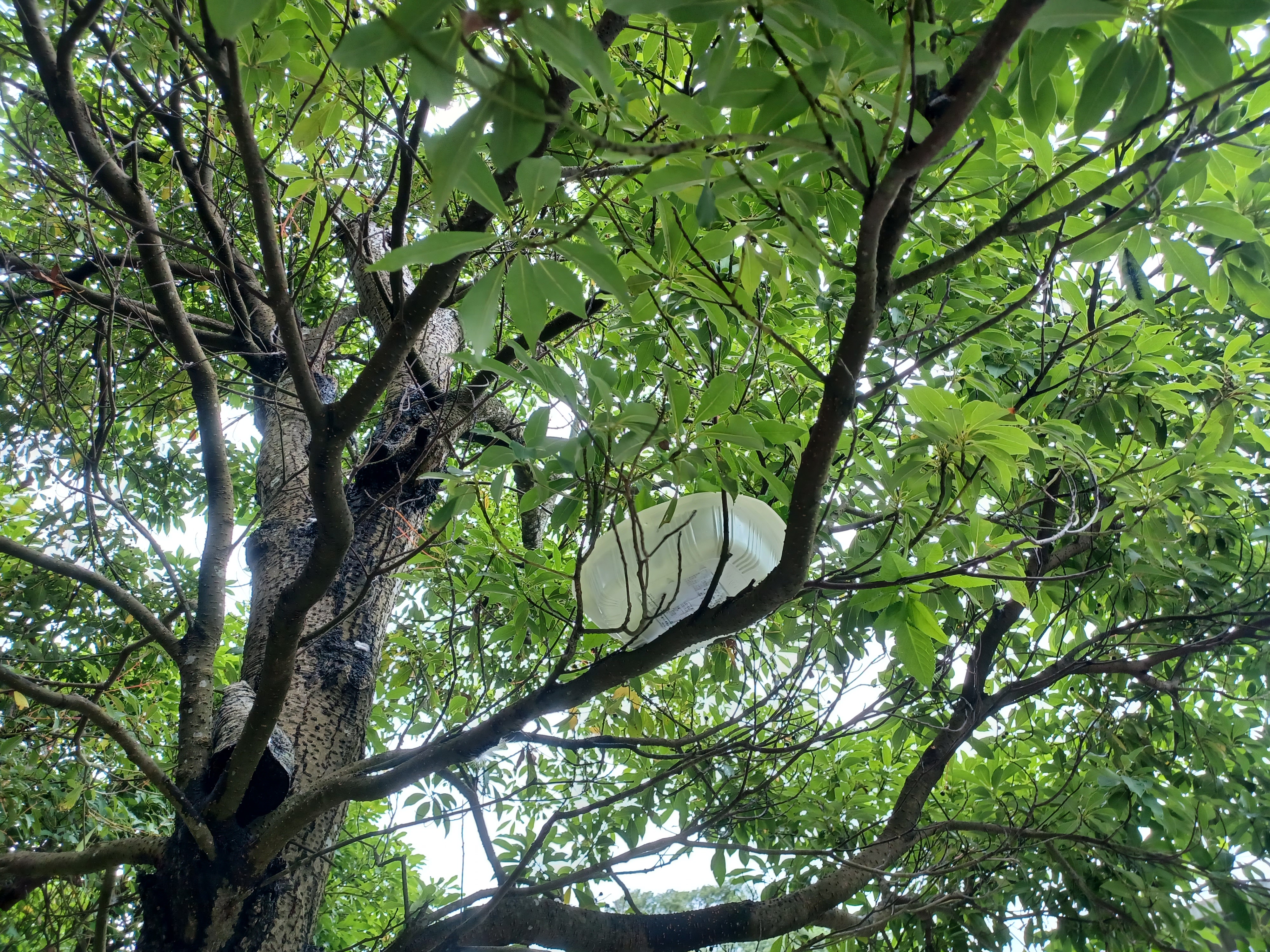  放置人工鳥槽於高處，將幼鳥置入，避免遭遇地面上動物的捕食