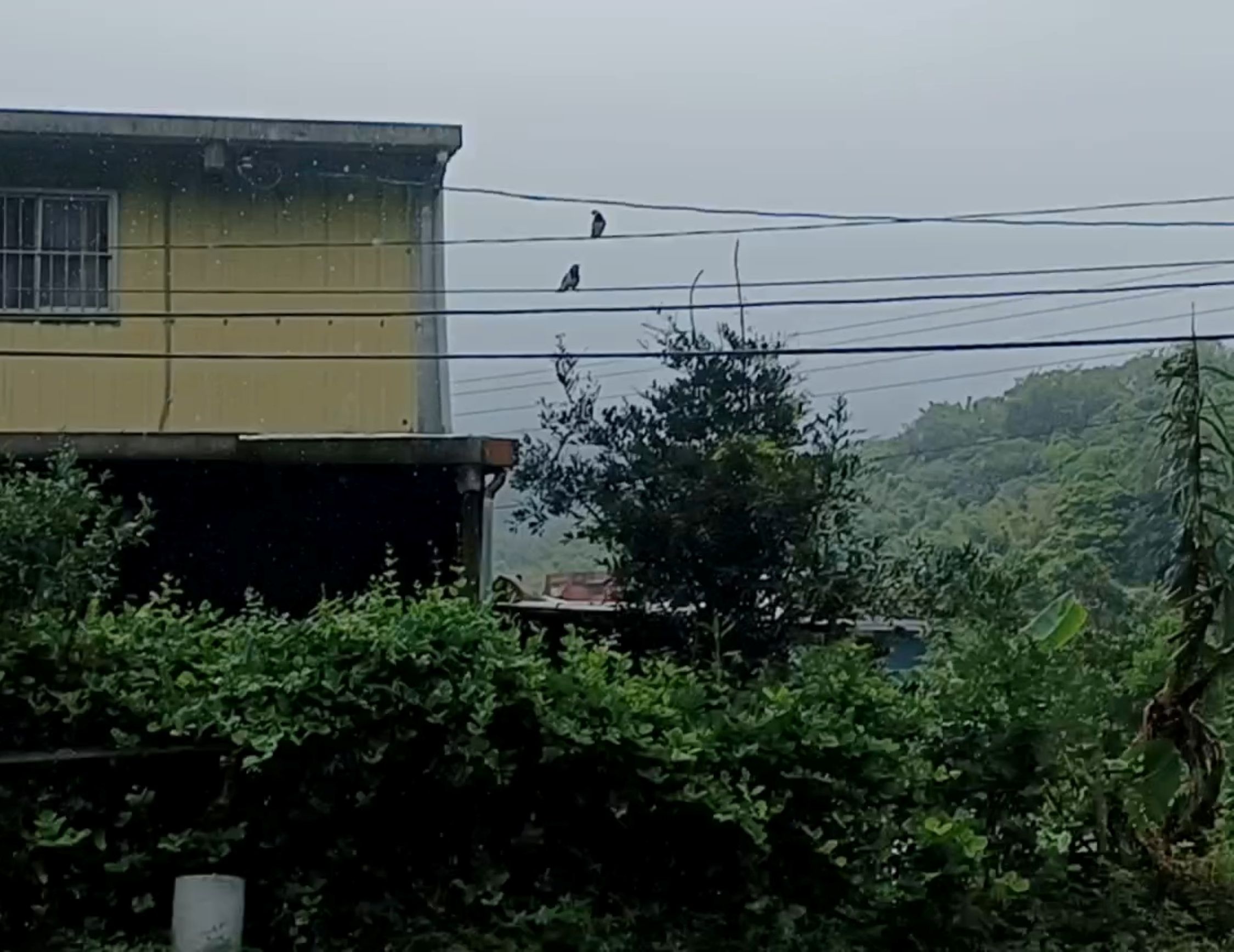  救援過程可見2親鳥一直守護在周圍關注牠們的幼鳥，不曾離去