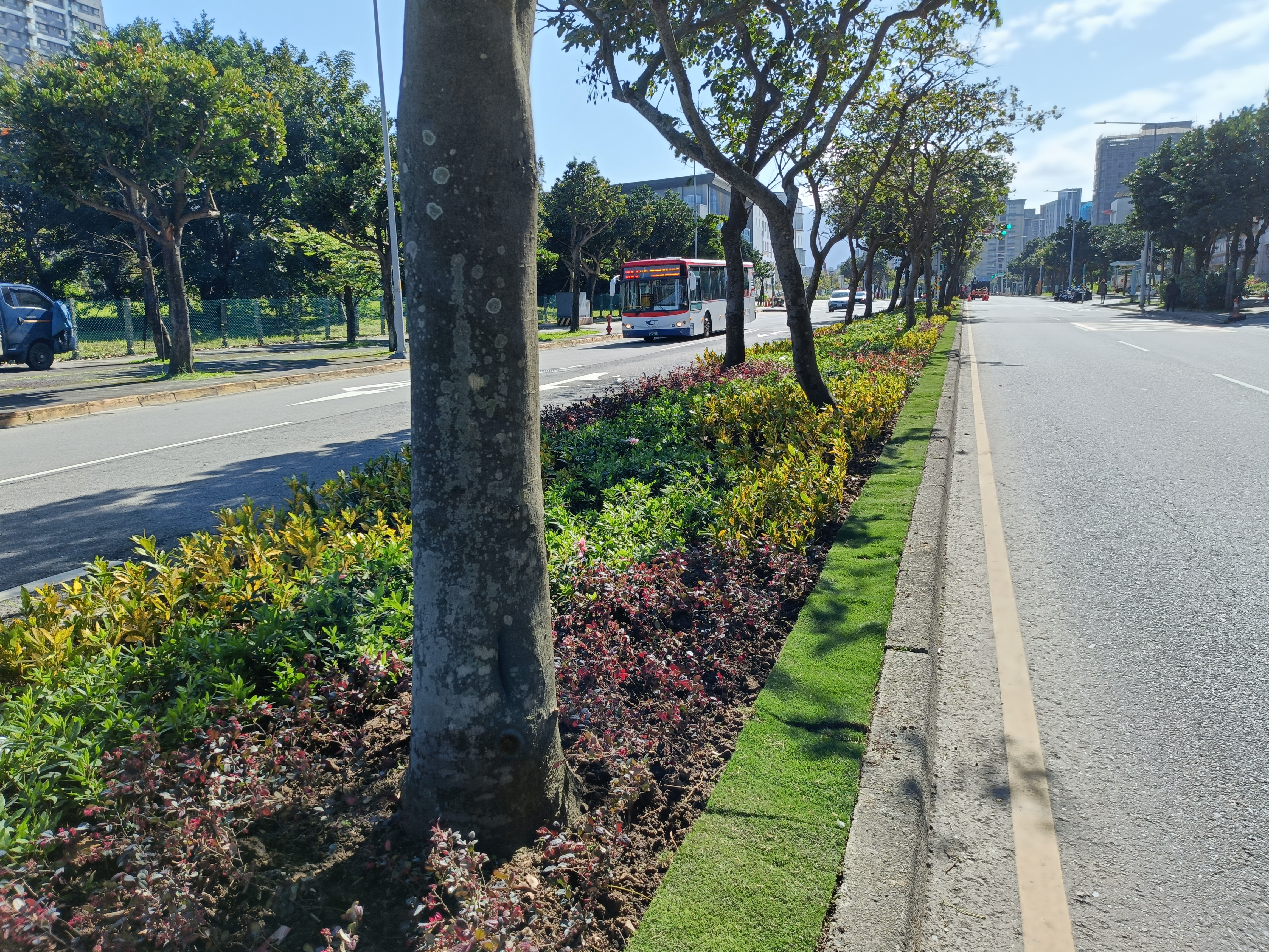 圖3. 台北草圍繞著植栽填補空間，具流暢的綠色邊緣。