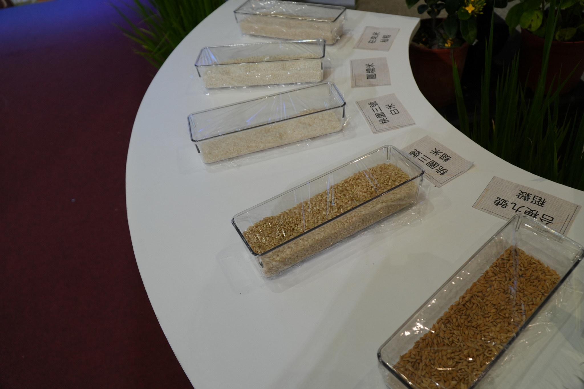 金山在稻作從春耕到秋收，透過友善農法維護田間生態