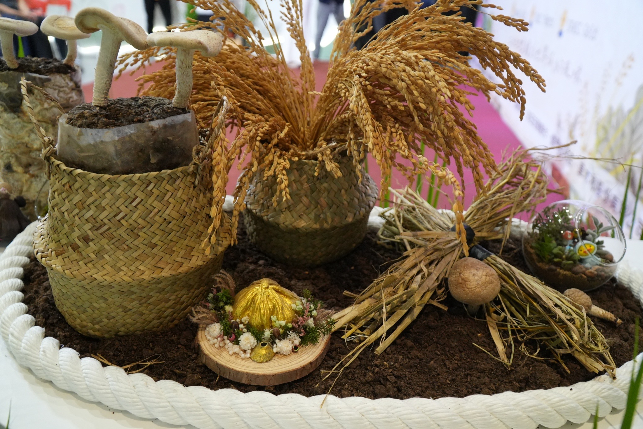 金山在冬季種植香菇補足農民農閒期間的收入來源