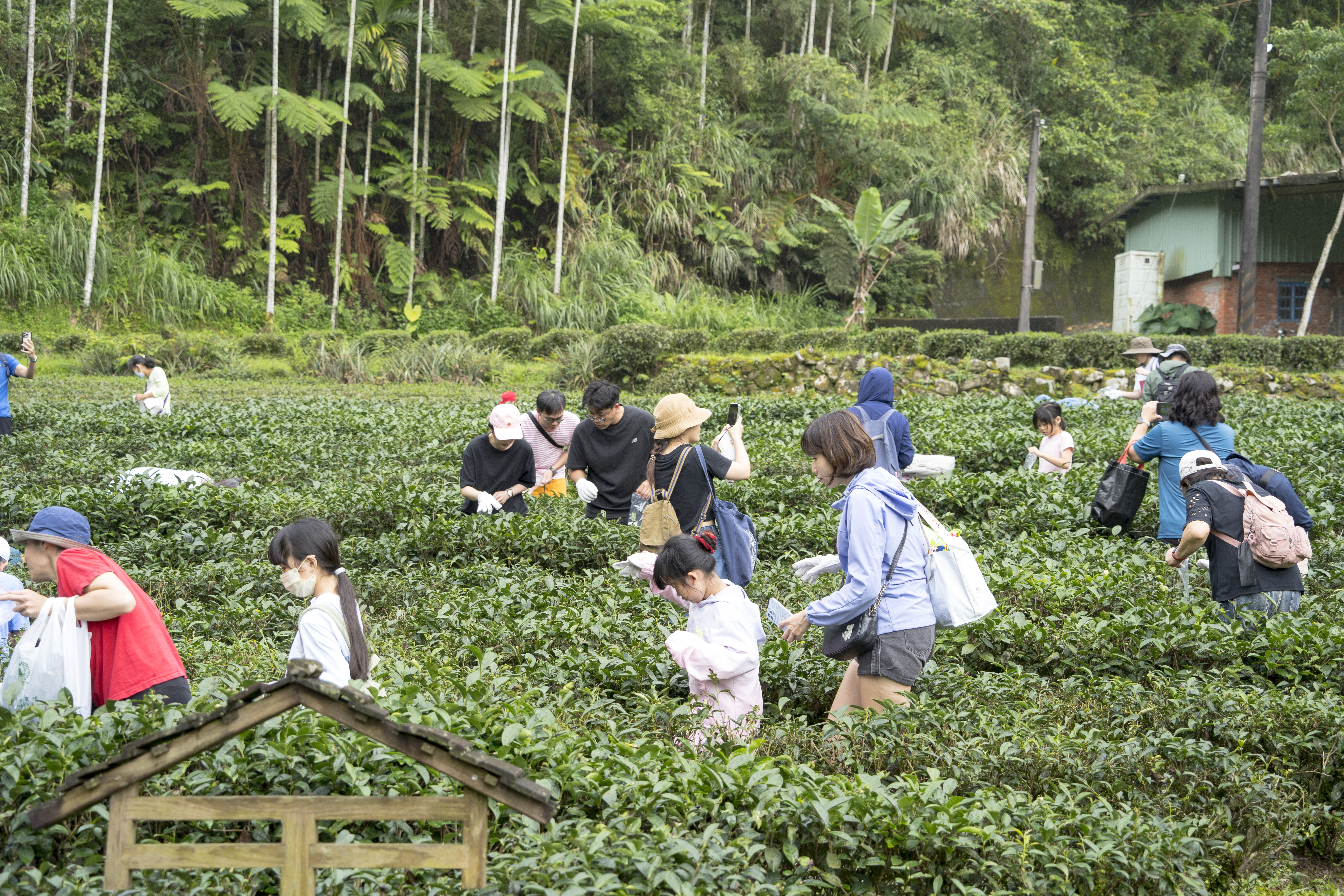 「蟲蟲危機 」體驗茶農生活